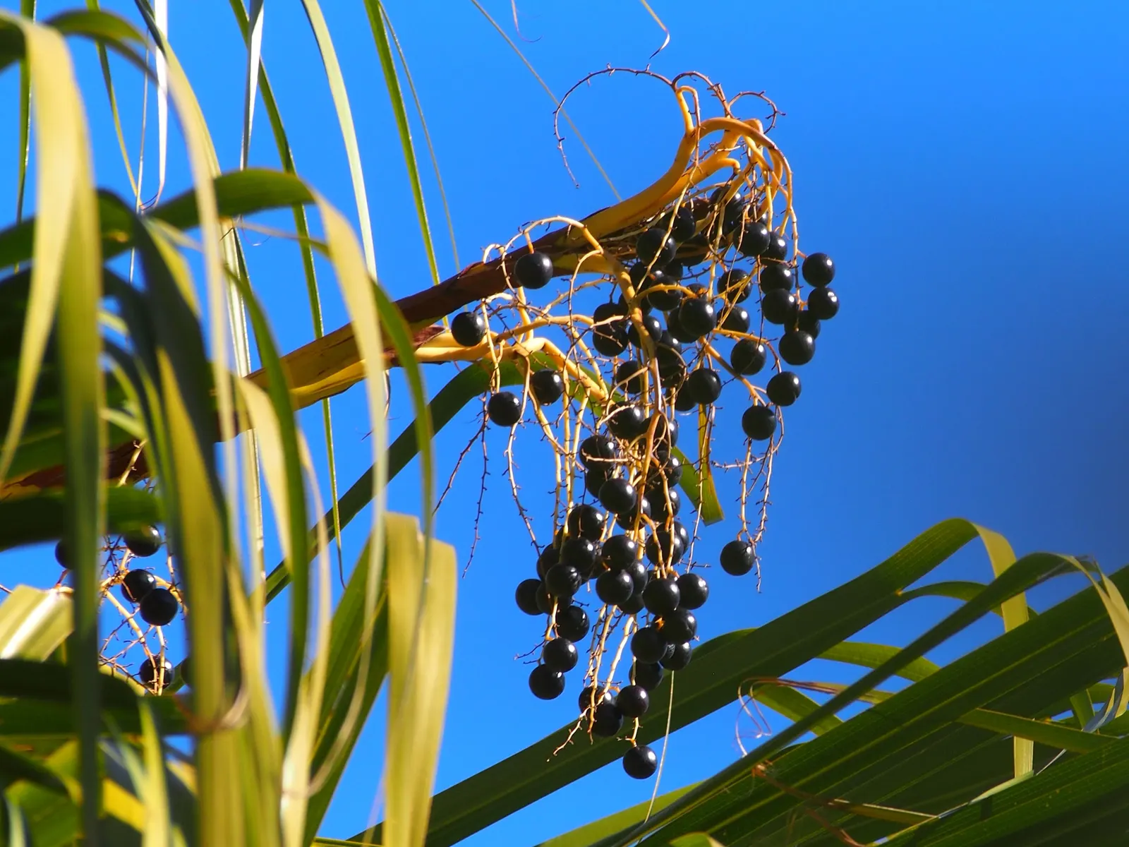 Ribbon Fan Palm (Livistona Decipiens) — It thrives in full sun to partial shade, preferring well-draining soil