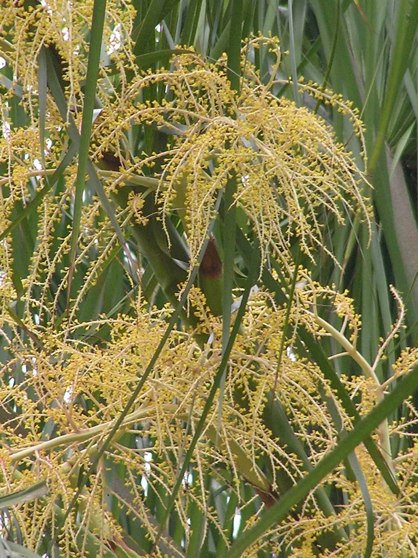 Ribbon Fan Palm (Livistona Decipiens) — solitary trunk that commonly reaches heights of 20 to 40 feet when fully mature