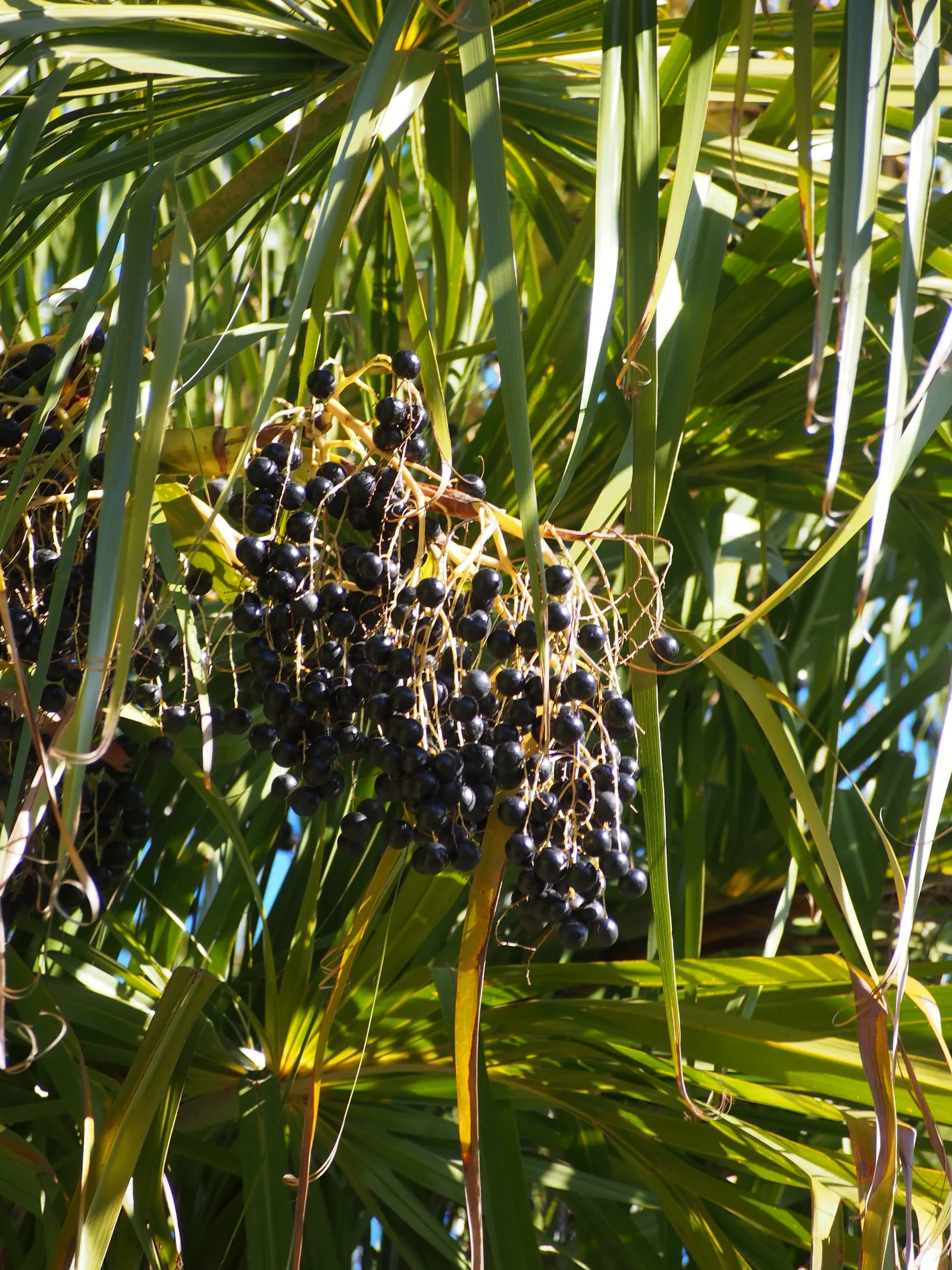 Ribbon Fan Palm (Livistona Decipiens) — The Ribbon Fan Palm (Livistona decipiens) showcases elegant, arching fronds with drooping ribbon-like segments