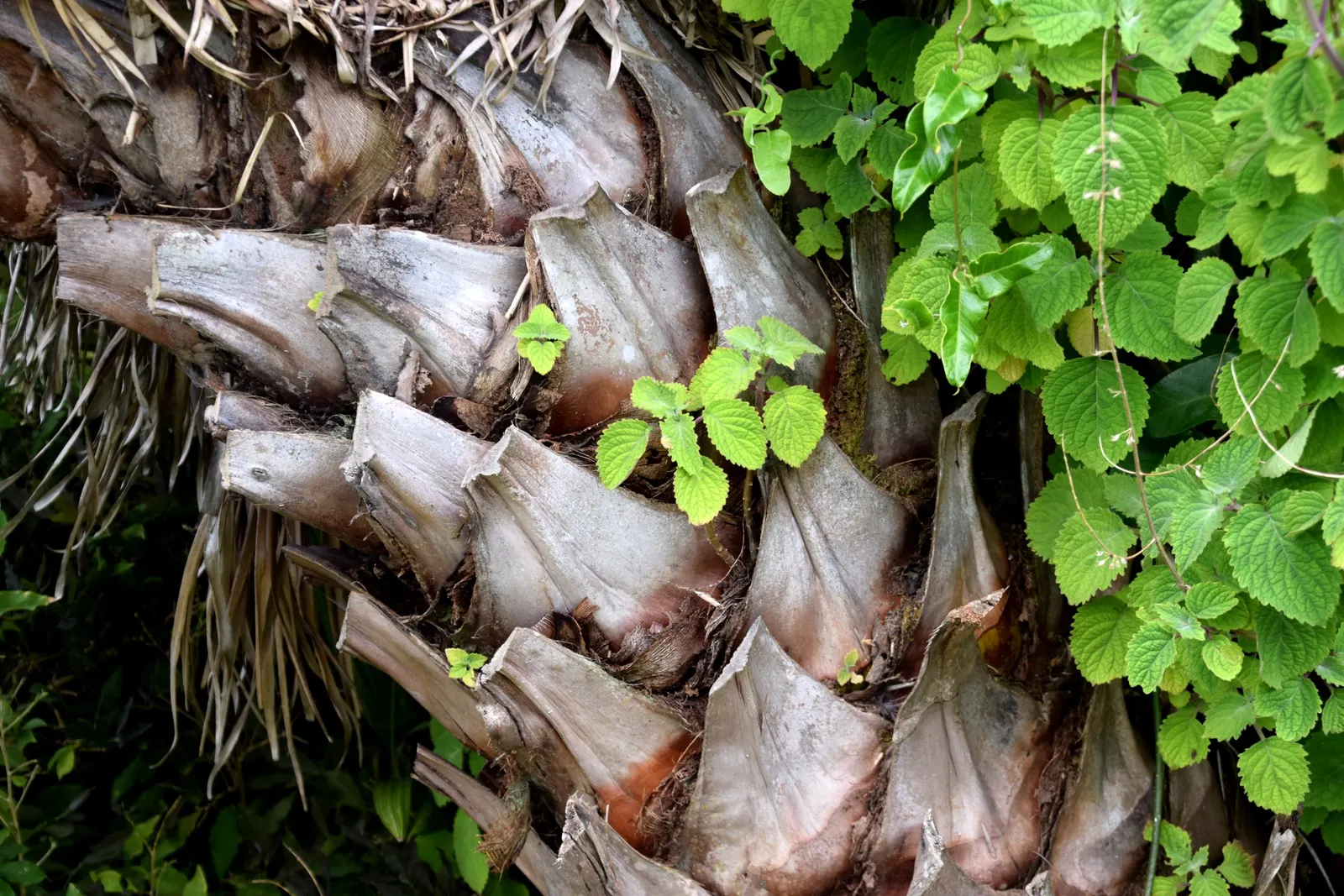Ribbon Fan Palm (Livistona Decipiens) — drooping ribbon-like segment which can grow up to 4 feet long
