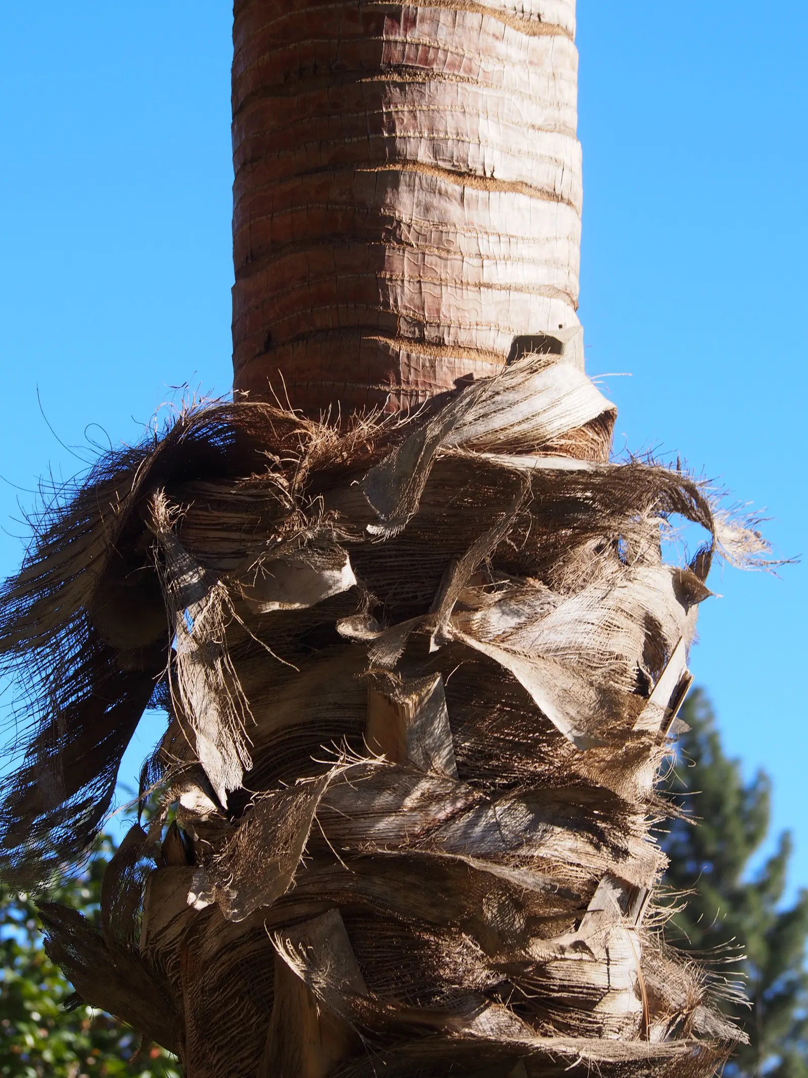 Ribbon Fan Palm (Livistona Decipiens) — Its striking form provides dramatic vertical interest, suitable for focal points in landscapes