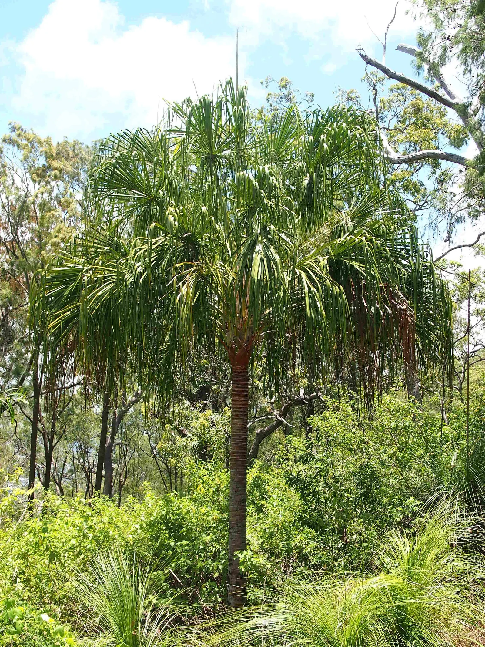 Ribbon Fan Palm (Livistona Decipiens) — Regular watering is important for young trees