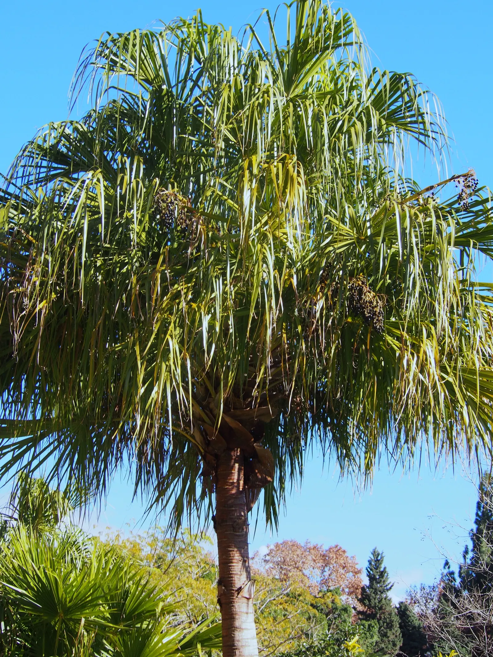 Ribbon Fan Palm (Livistona Decipiens) — scientifically known as Livistona decipiens