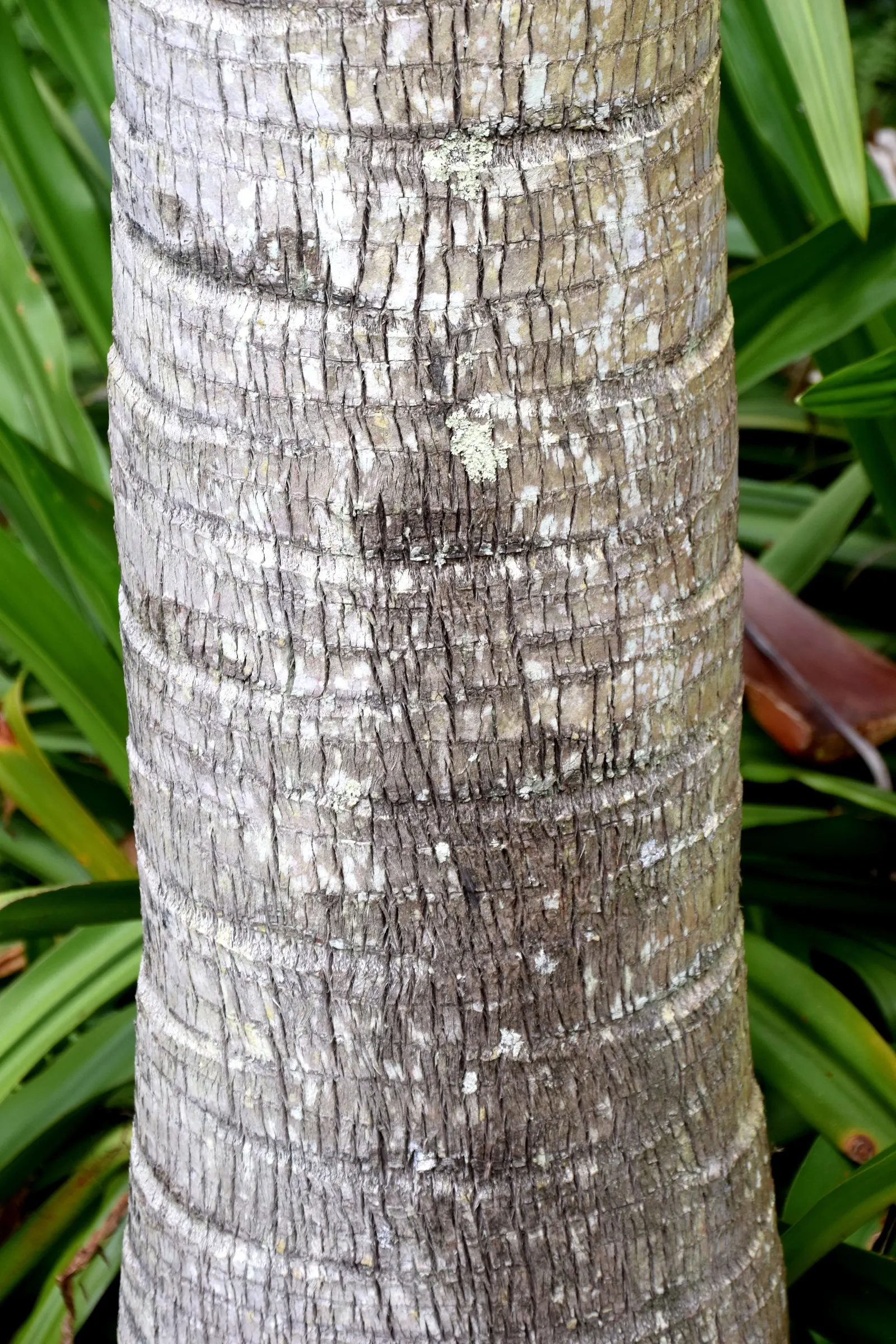 Ribbon Fan Palm (Livistona Decipiens) — Originating from the coastal forests of Eastern Australia