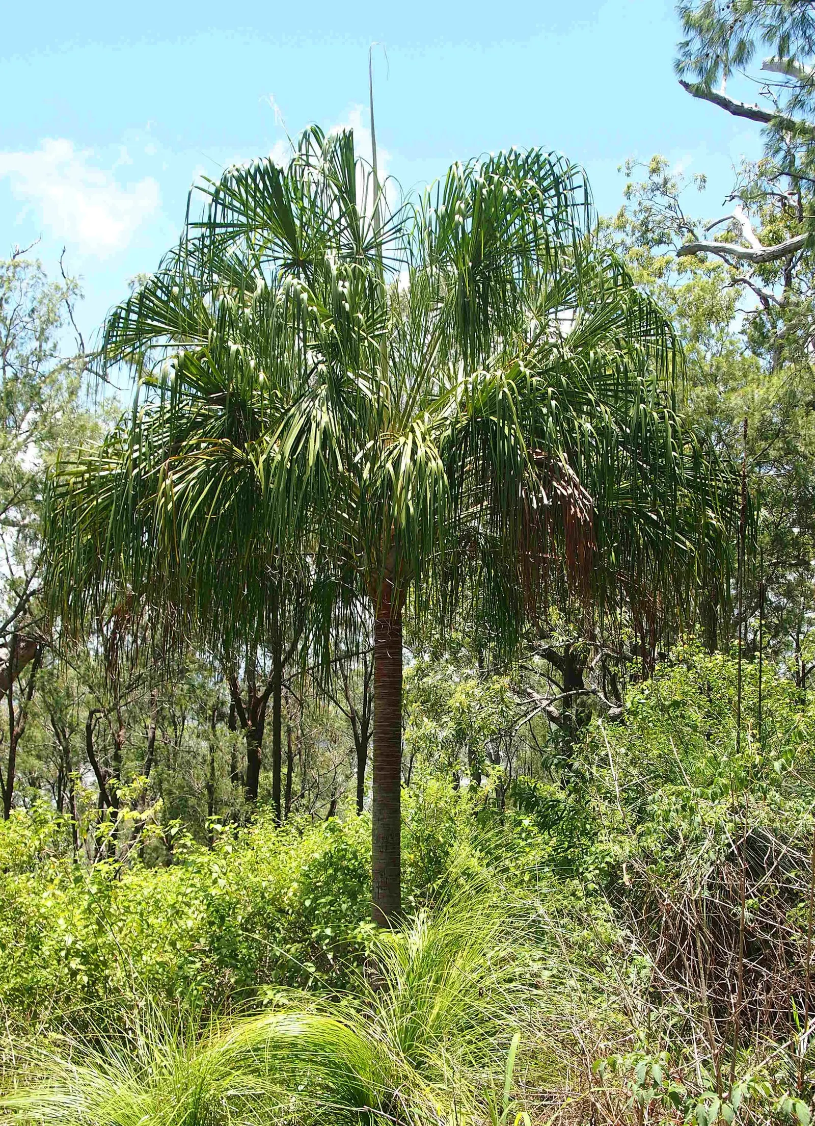 Ribbon Fan Palm (Livistona Decipiens) — Adds tropical flair to gardens in USDA zones 9-11 and requires occasional watering once established