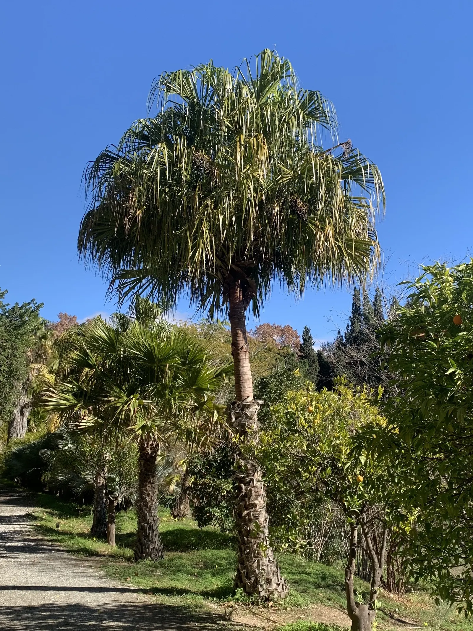 Ribbon Fan Palm (Livistona Decipiens) — this palm is prized for its attractive