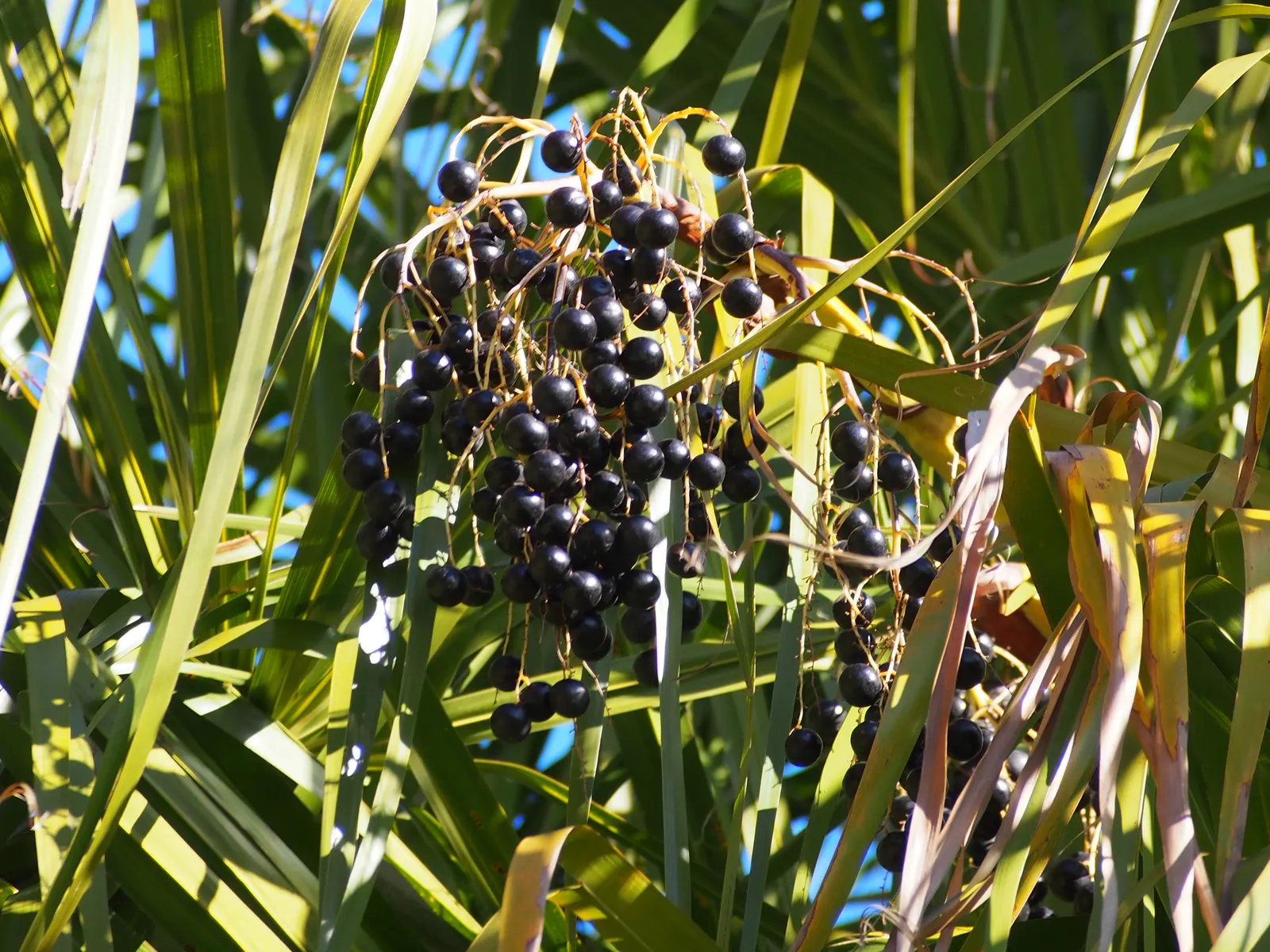 Ribbon Fan Palm (Livistona Decipiens) — is an elegant specimen that would bring a graceful tropical aesthetic to any garden