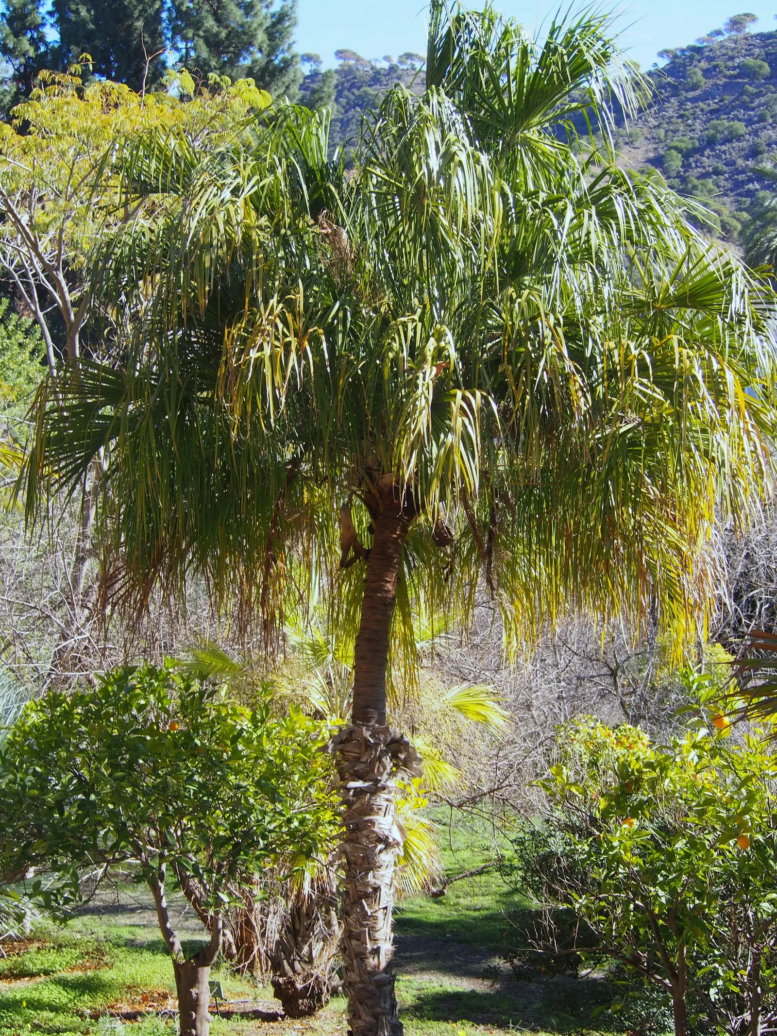 Ribbon Fan Palm (Livistona Decipiens) — Tolerant of various soils, it prefers full sun to partial shade