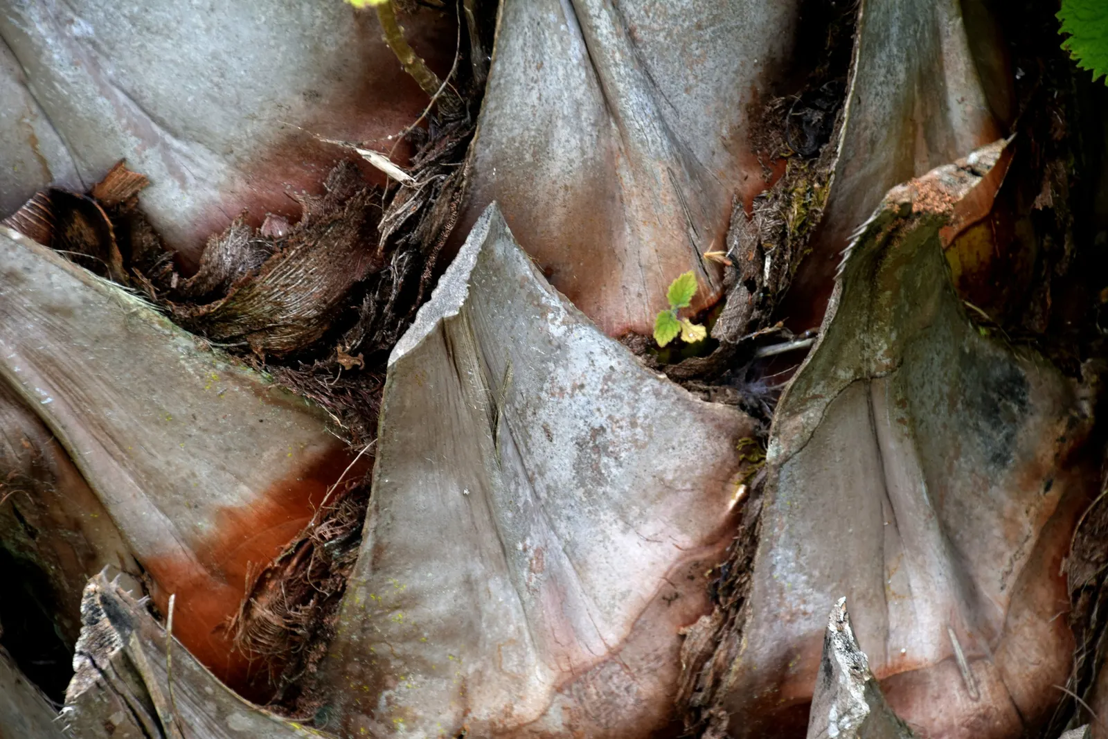 Ribbon Fan Palm (Livistona Decipiens) — The fronds emanate from a sturdy