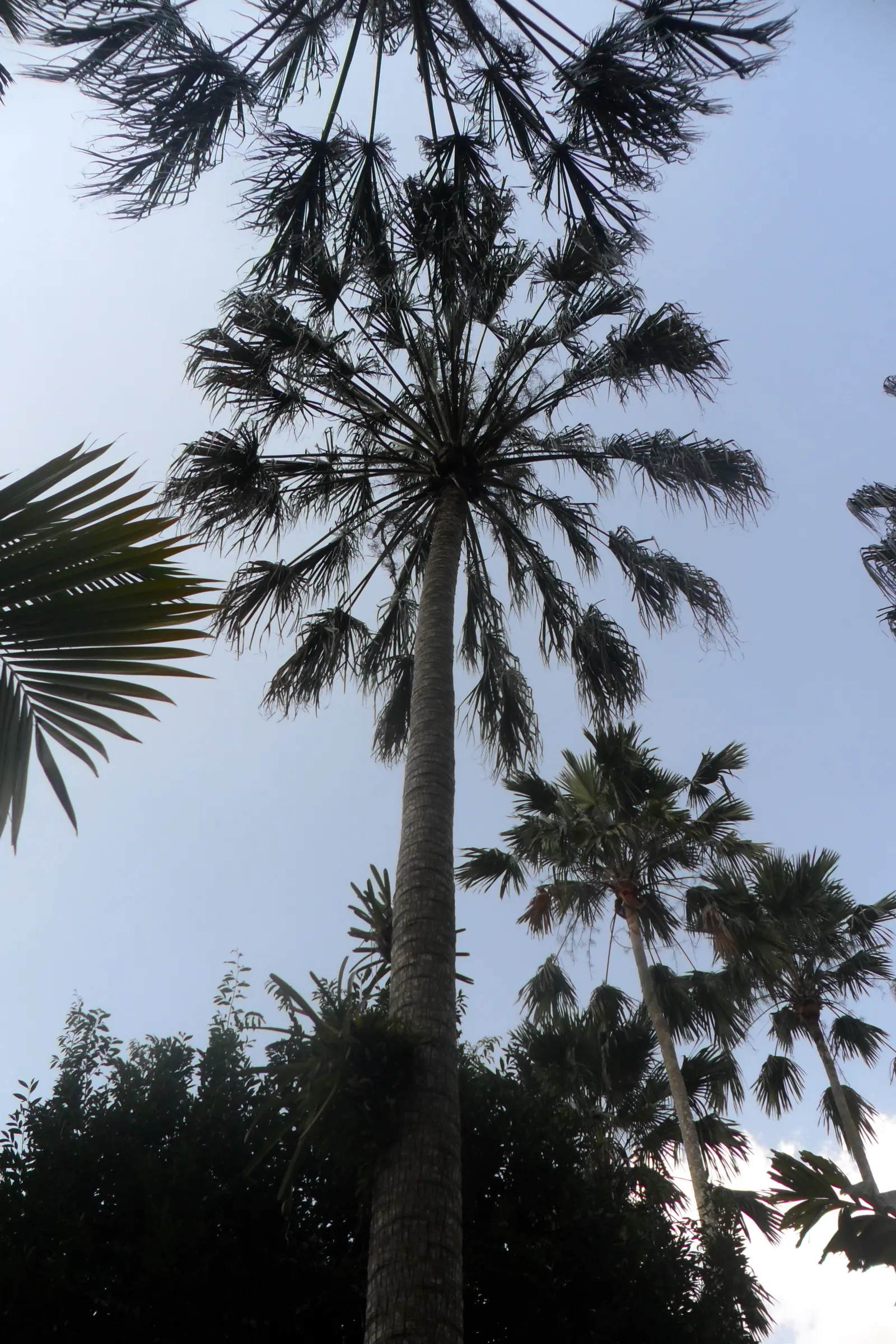 Ribbon Fan Palm (Livistona Decipiens) — fan-shaped leaves that feature a distinctive