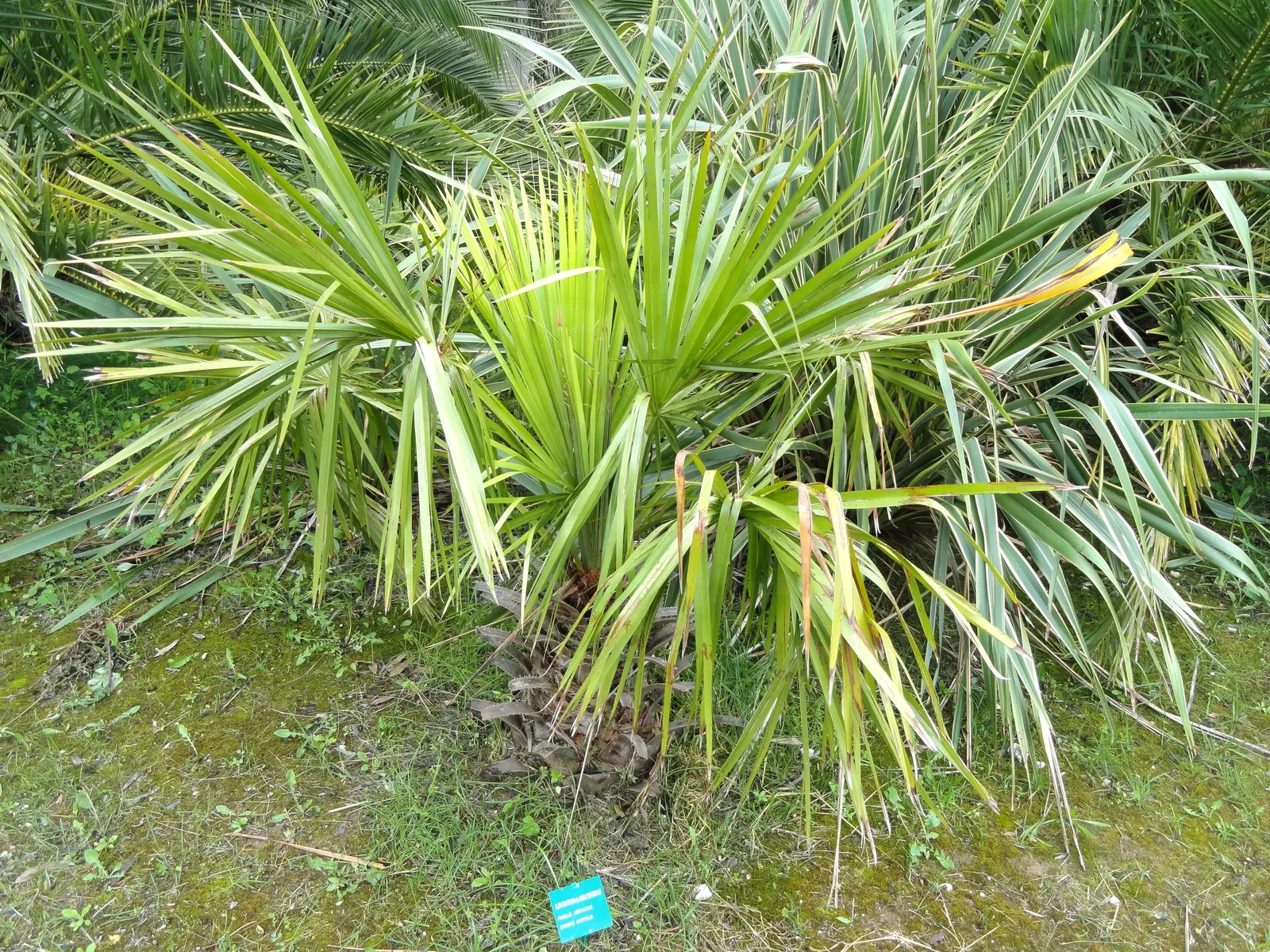 Ribbon Fan Palm (Livistona Decipiens) — This hardy, slow-growing palm reaches up to 50 feet tall, with a spread of 10-15 feet