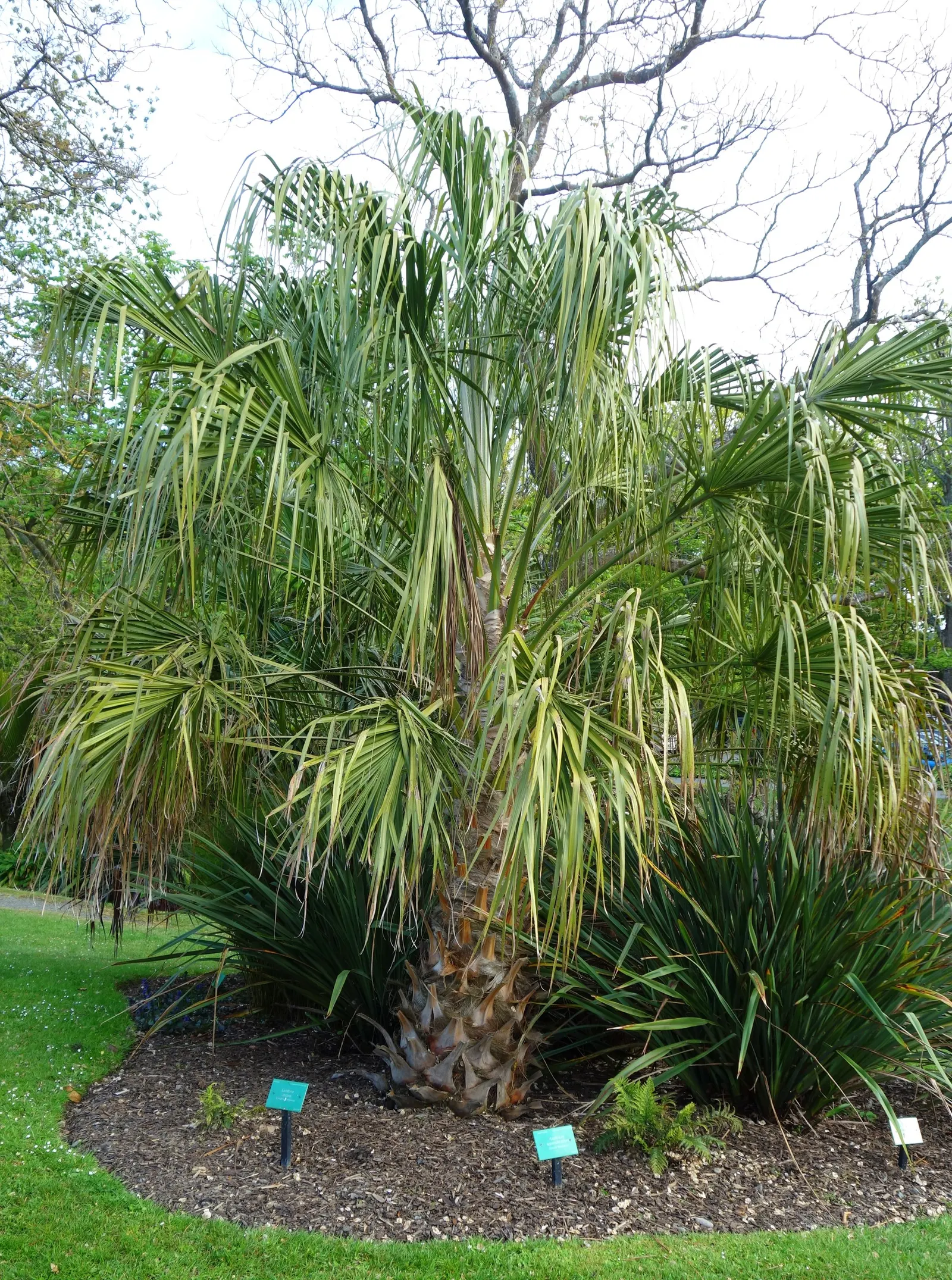 Ribbon Fan Palm (Livistona Decipiens) — with a spread of approximately 8-10 feet