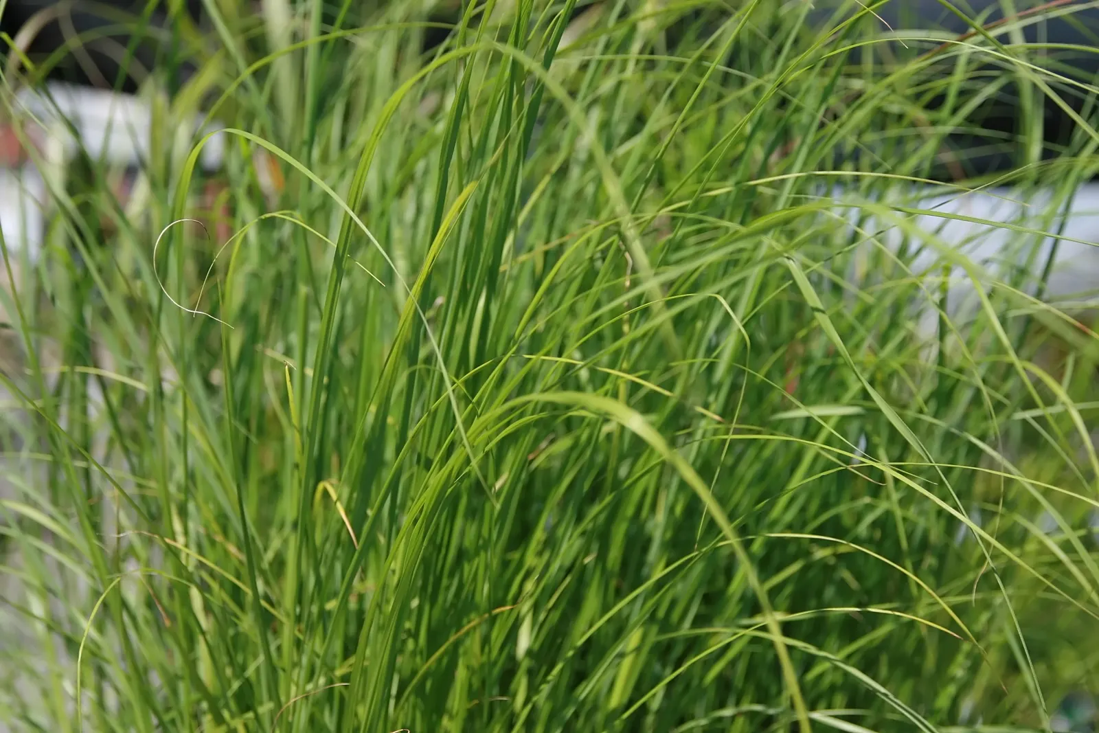 Fountain Grass (Pennisetum Alopecuroides) — providing enduring visual interest.<br><br>Hardy in USDA zones 5 through 9