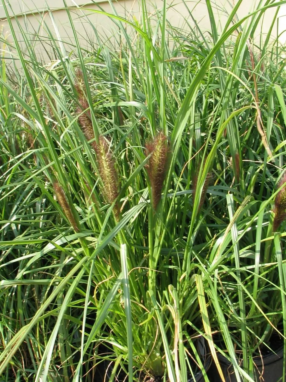 Fountain Grass (Pennisetum Alopecuroides) — is a perennial ornamental grass well-suited for adding texture and movement to the landscape; fountain, image 63