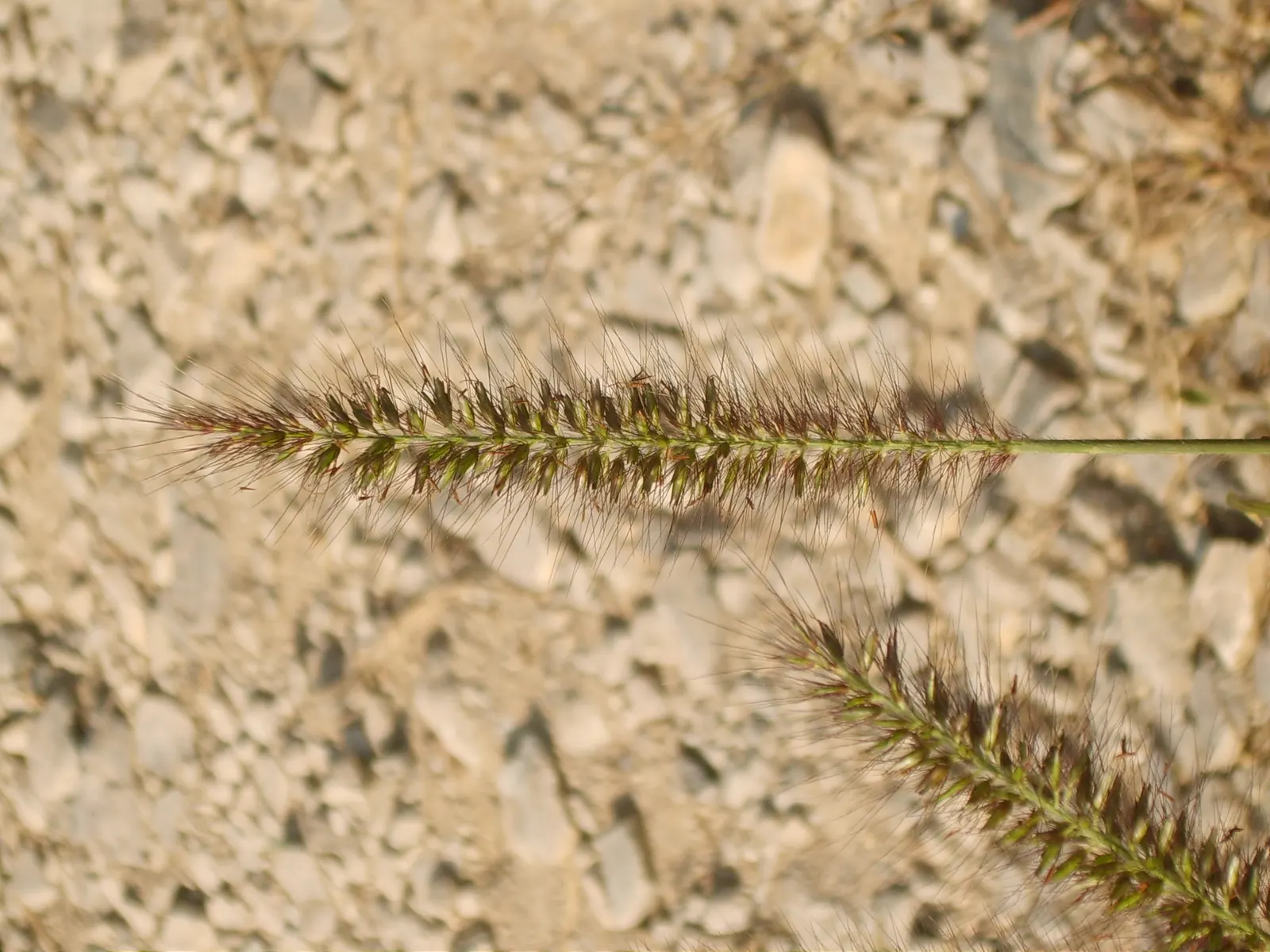 Fountain Grass (Pennisetum Alopecuroides) — bottlebrush-like flower spikes that emerge in late summer to early fall