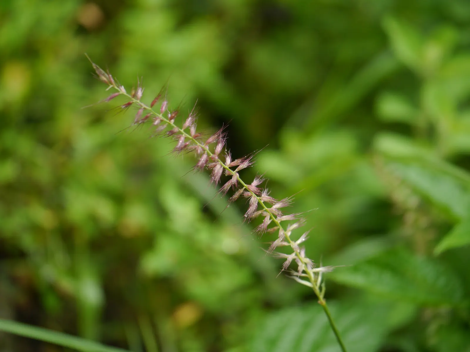 Fountain Grass (Pennisetum Alopecuroides) — It is adaptable to a range of soil types but performs best in well-drained loam with moderate moisture, image 46