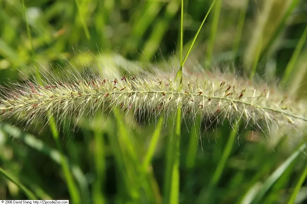 Fountain Grass (Pennisetum Alopecuroides) — Its arching foliage forms a clumping tuft