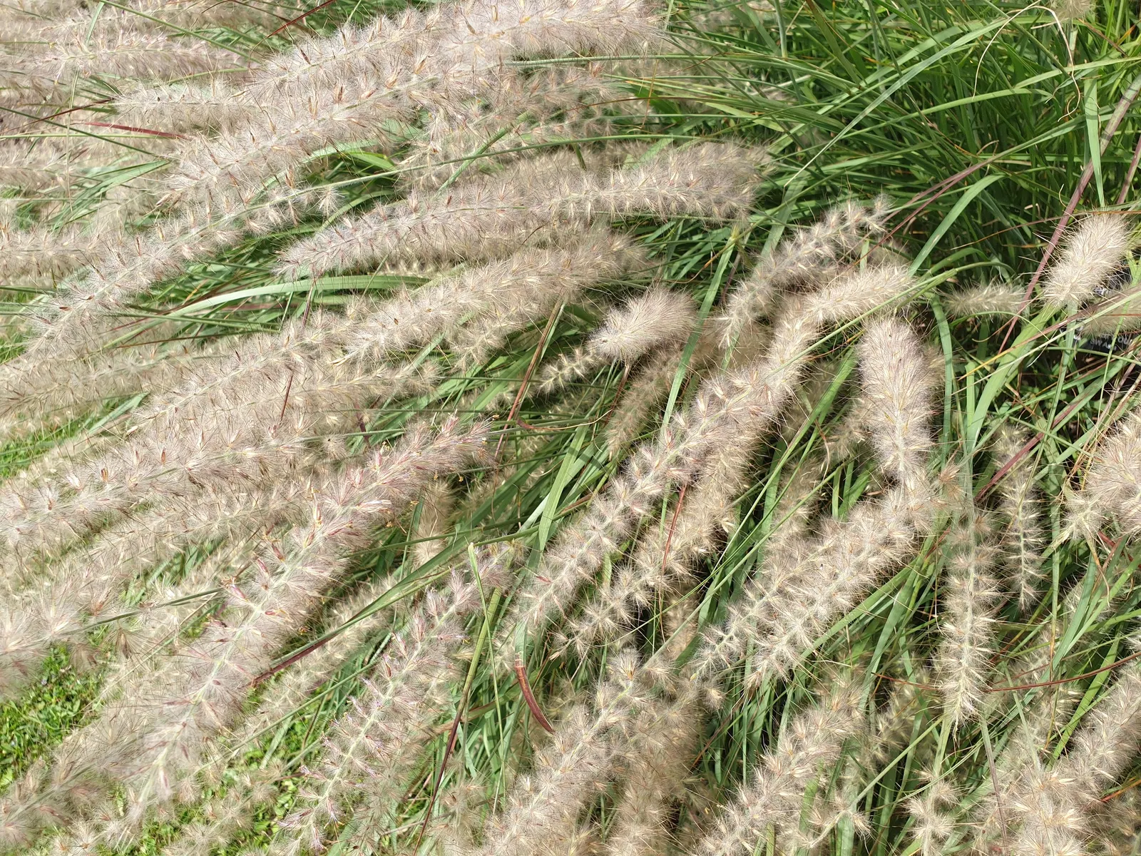 Fountain Grass (Pennisetum Alopecuroides) — Its arching foliage forms a clumping tuft; grass / shrub for full