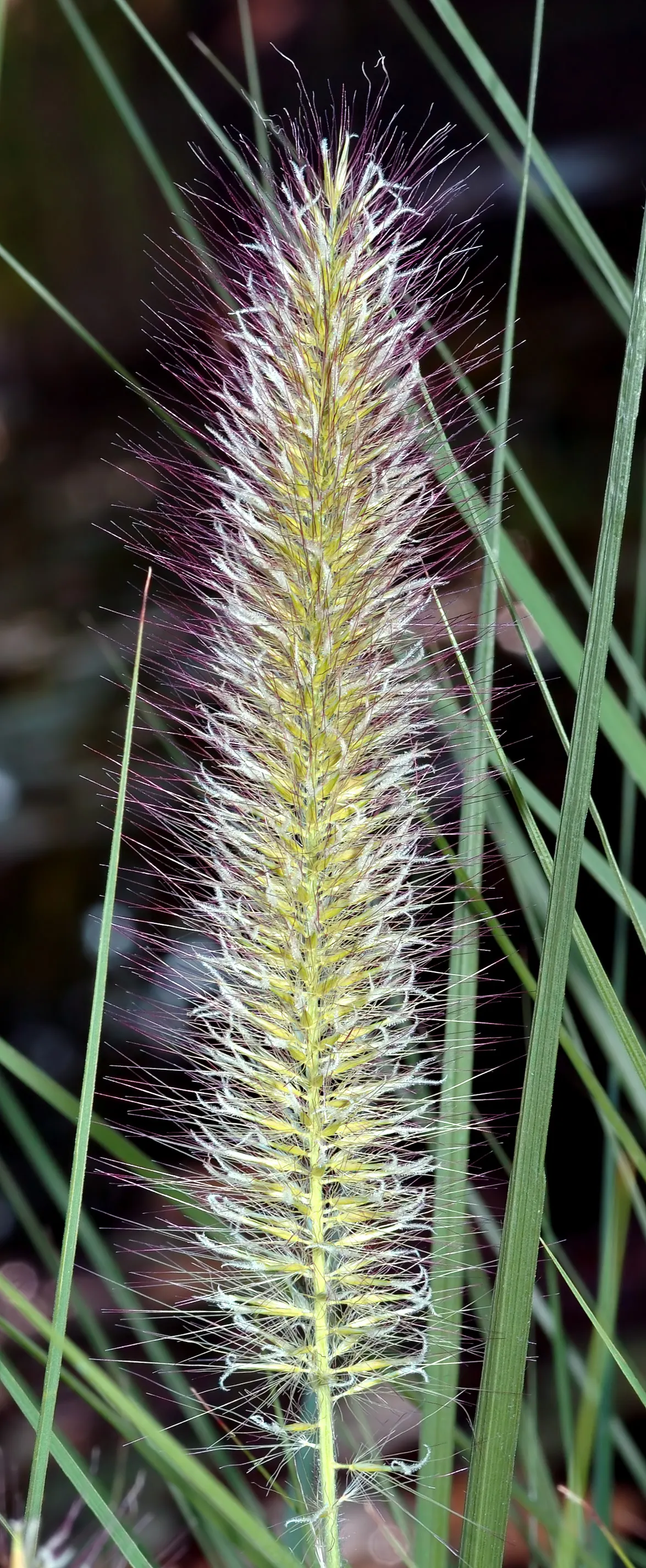 Fountain Grass (Pennisetum Alopecuroides) — Pennisetum alopecuroides, commonly known as Fountain Grass, is a perennial ornamental cultivar, image 55