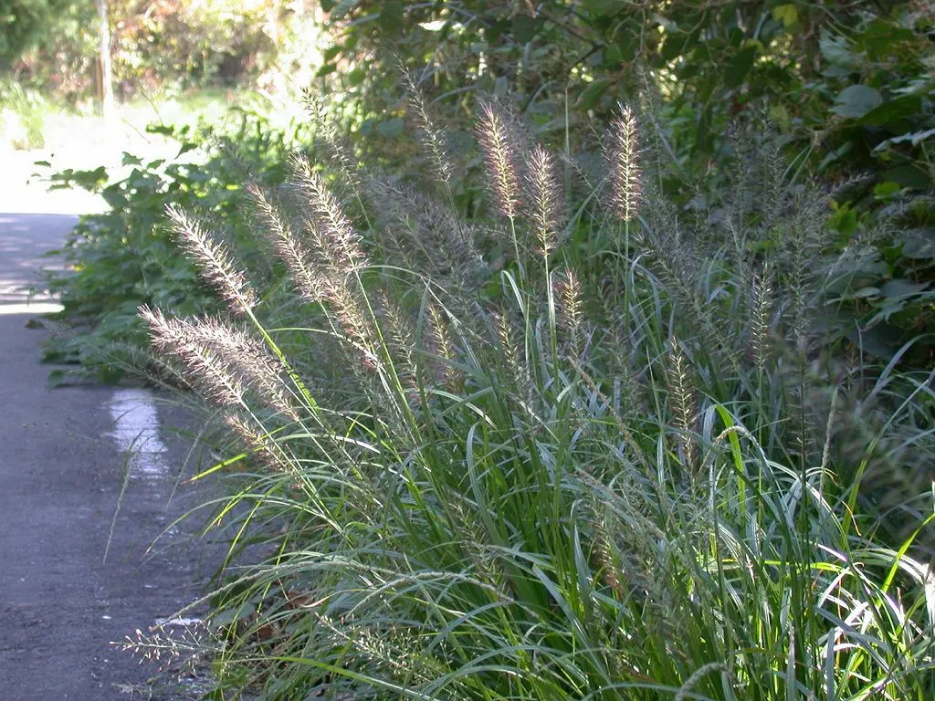 Fountain Grass (Pennisetum Alopecuroides) — Its lush, green foliage turns a golden-bronze hue in fall; requiring a minimum of six hours of direct, image 84