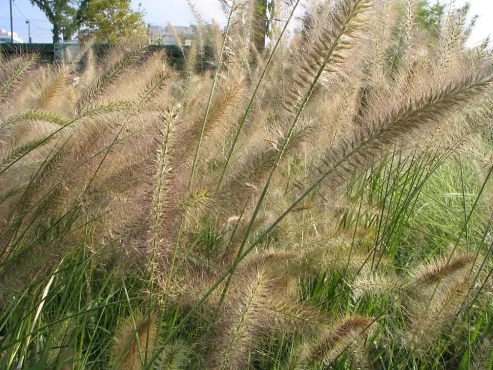 Fountain Grass (Pennisetum Alopecuroides) — It exhibits gracefully arching, bottlebrush-like plumes reaching 2 to 3 feet high and 1 to 2 feet wide, image 56