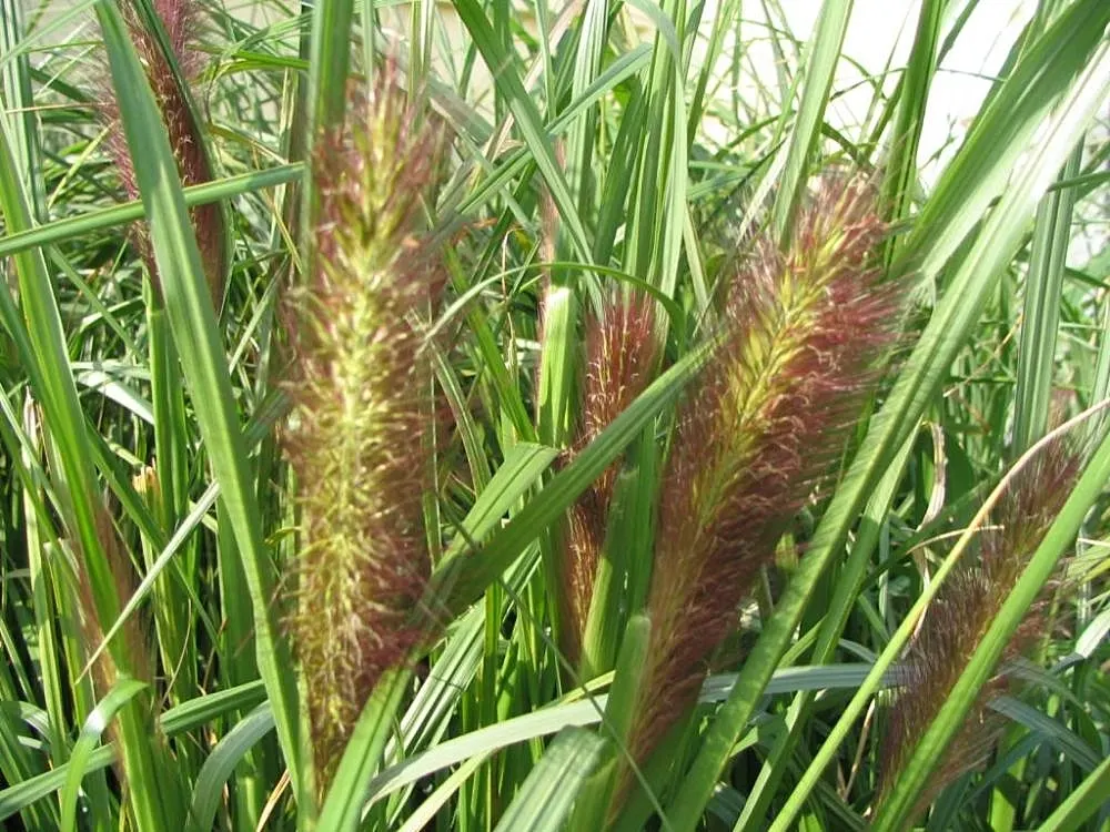 Fountain Grass (Pennisetum Alopecuroides) — Pennisetum alopecuroides, commonly known as Fountain Grass, is a perennial ornamental cultivar; thriving in USDA