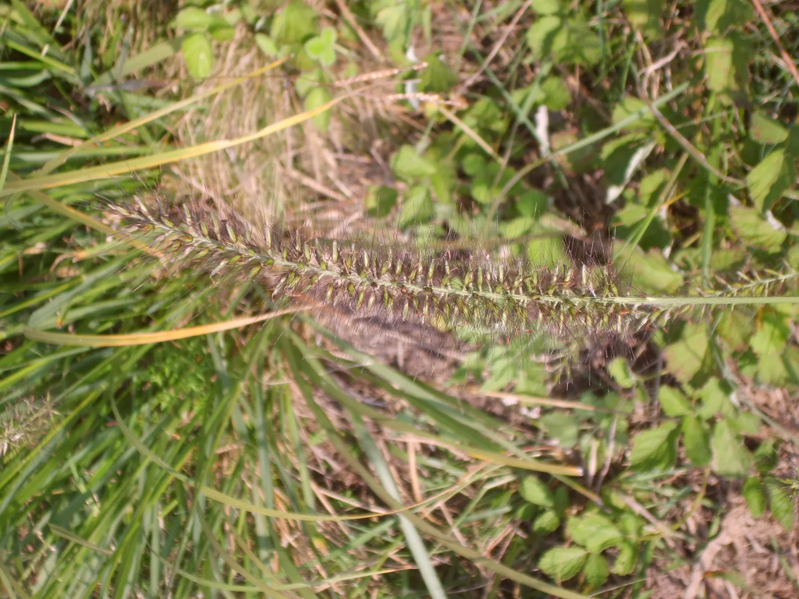 Fountain Grass (Pennisetum Alopecuroides) — It is adaptable to a range of soil types but performs best in well-drained loam with moderate moisture, image 73