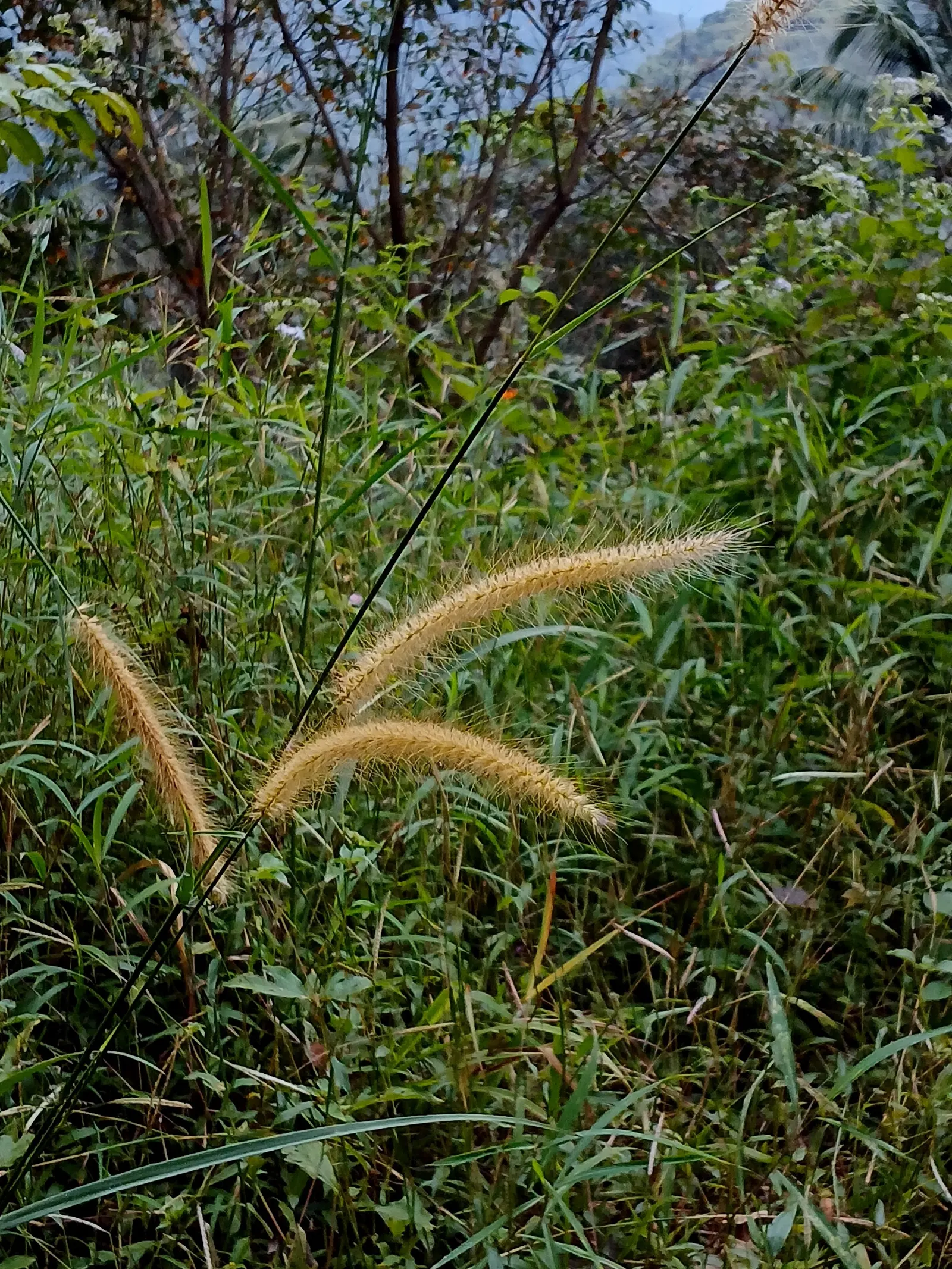 Fountain Grass (Pennisetum Alopecuroides) — This graceful plant typically reaches heights of 2 to 3 feet with an equal spread