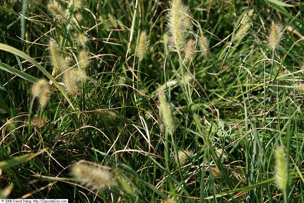 Fountain Grass (Pennisetum Alopecuroides) — commonly known as Fountain Grass; pennisetum alopecuroides is an excellent selection for adding both, image 62