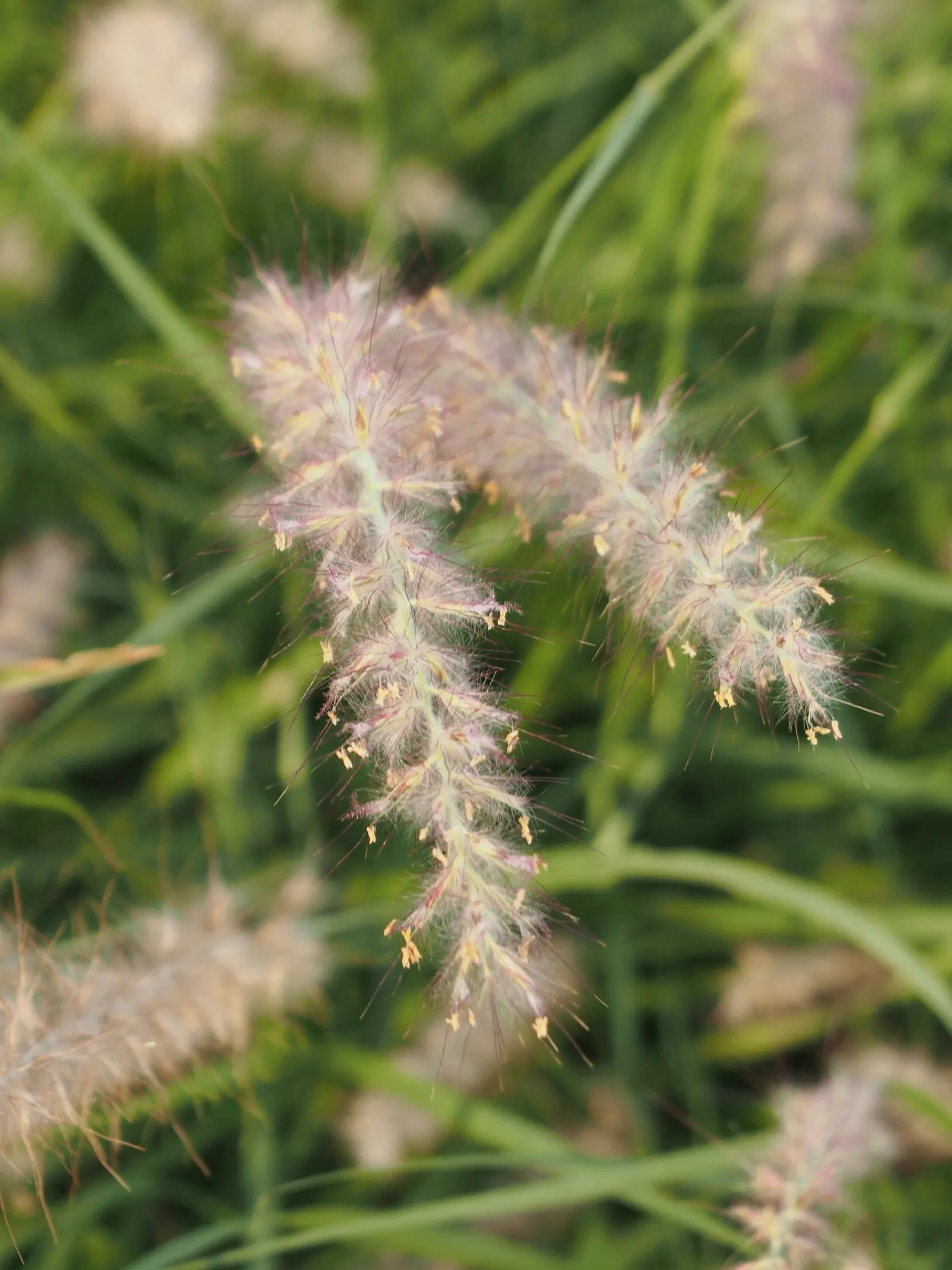 Fountain Grass (Pennisetum Alopecuroides) — requiring a minimum of six hours of direct light per day for optimal growth