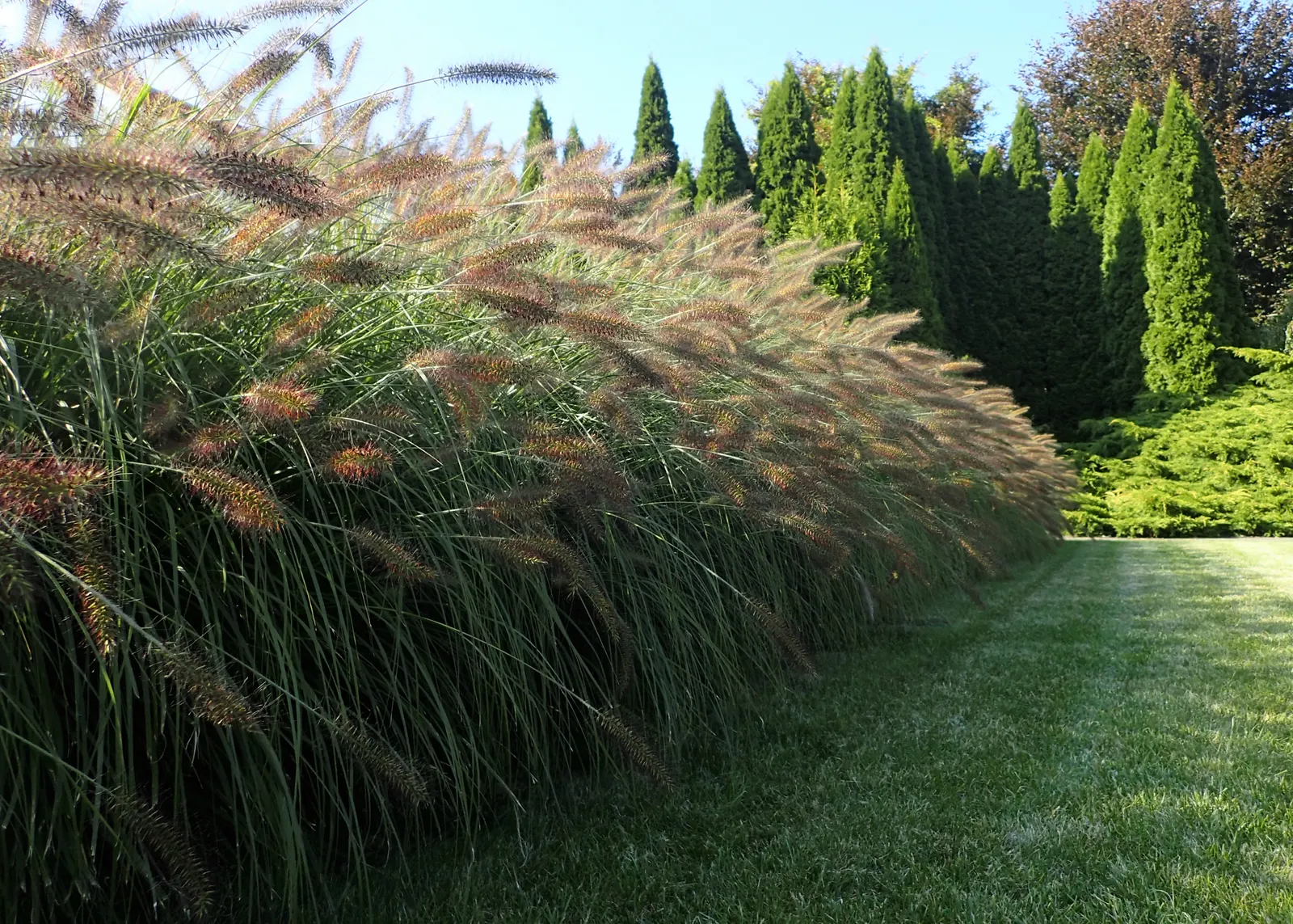Fountain Grass (Pennisetum Alopecuroides) — they fade to a buff or tan shade persisting well into winter
