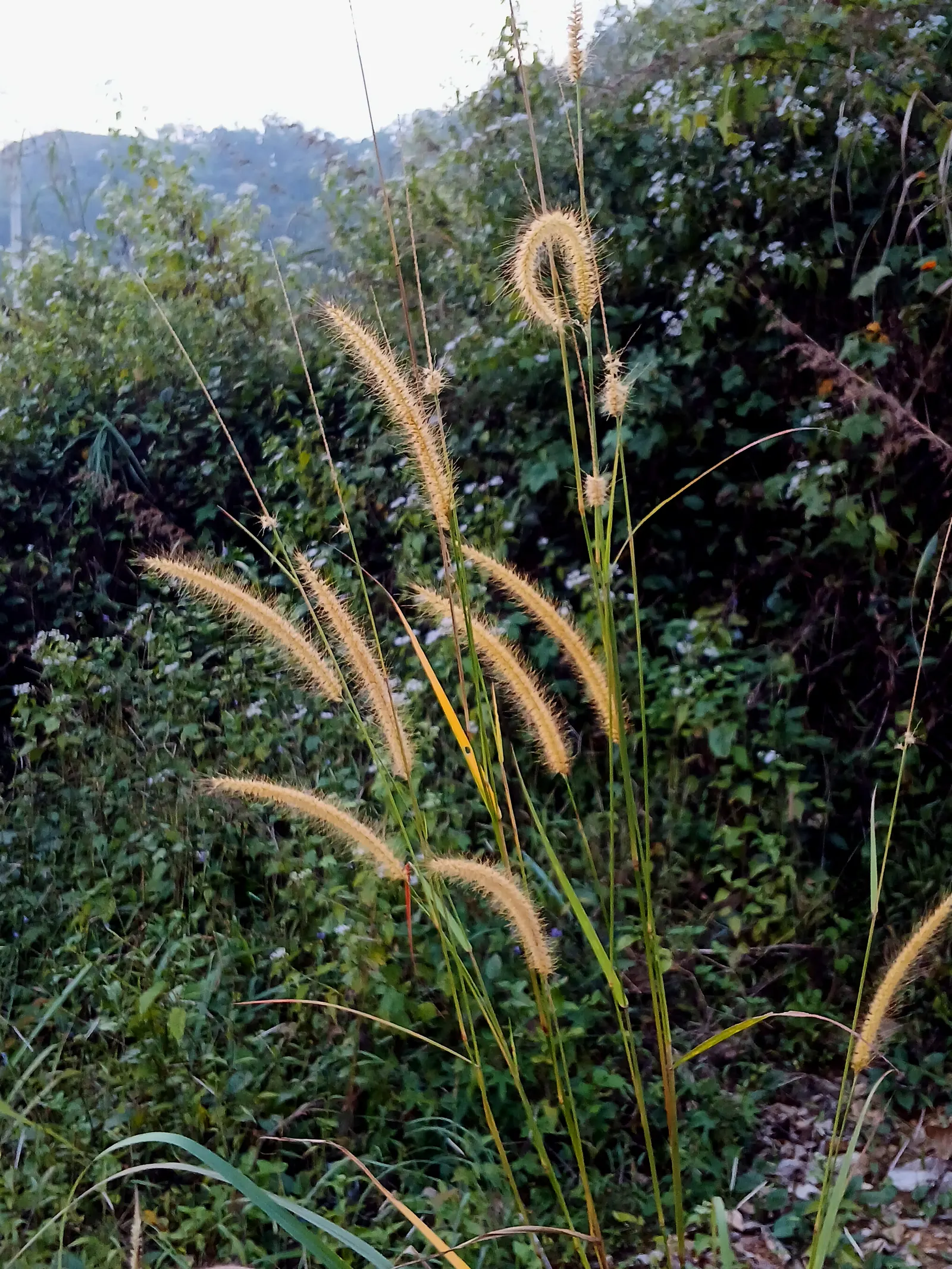 Fountain Grass (Pennisetum Alopecuroides) — bottlebrush-like flower spikes that emerge in late summer to early fall; making it an ideal accent for, image 67