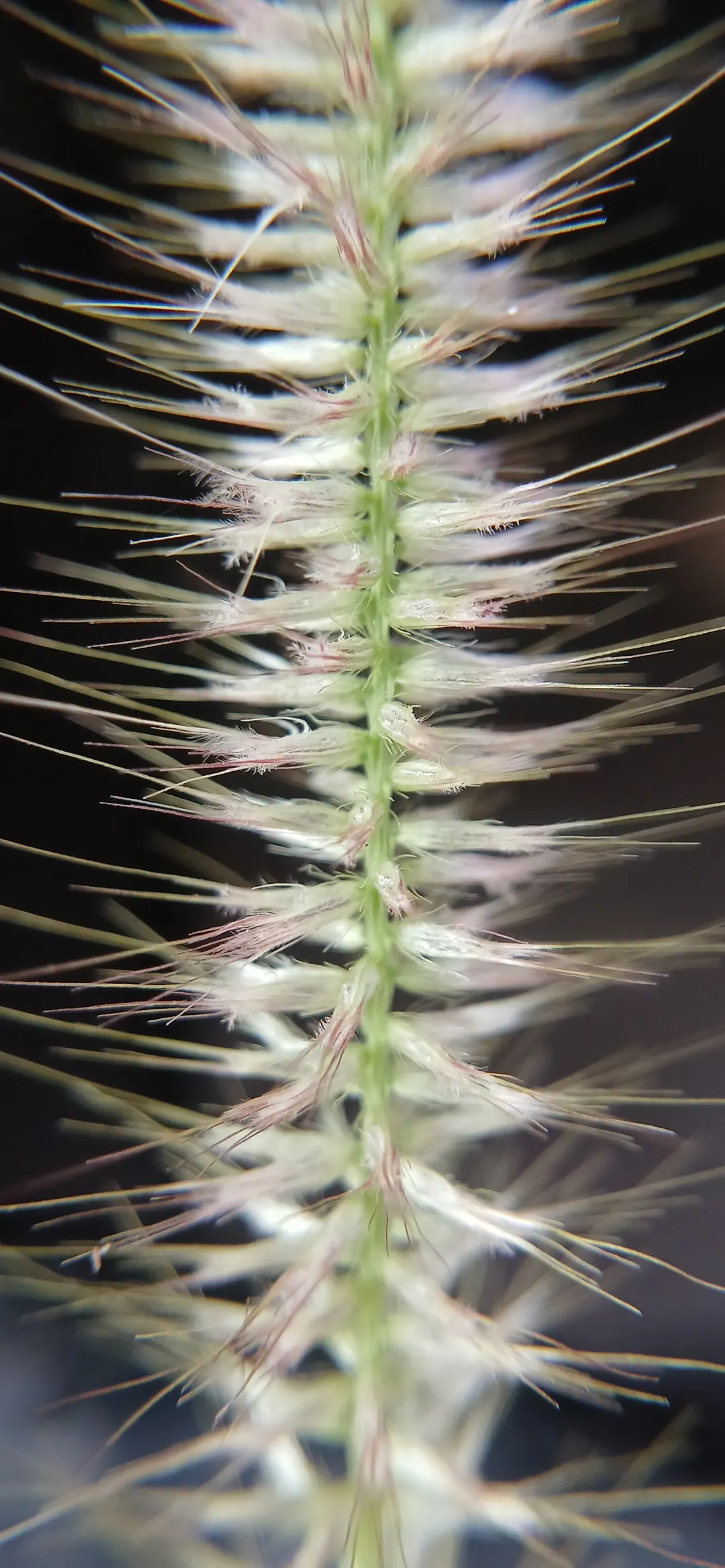 Fountain Grass (Pennisetum Alopecuroides) — requiring a minimum of six hours of direct light per day for optimal growth; they fade to a buff or tan shade