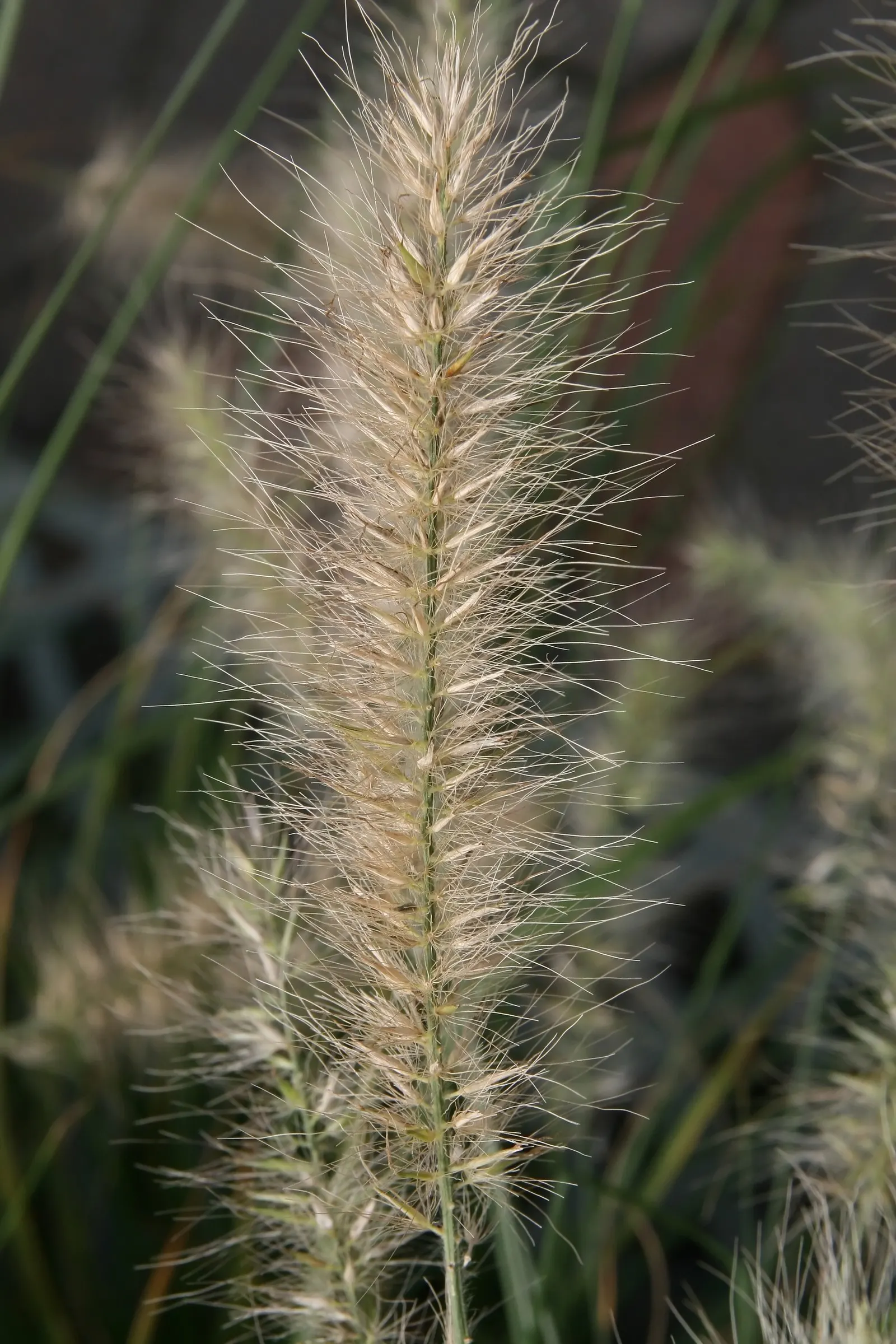 Fountain Grass (Pennisetum Alopecuroides) — Its arching foliage forms a clumping tuft; grass / shrub for full, image 93