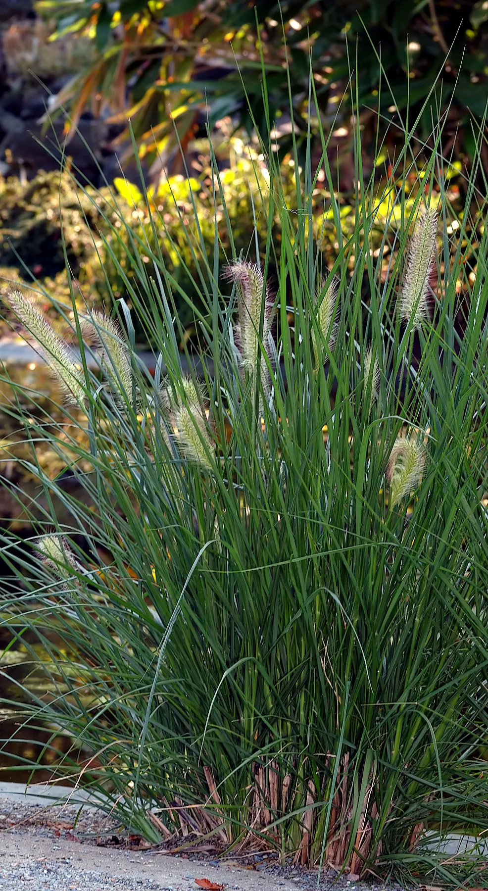 Fountain Grass (Pennisetum Alopecuroides) — Its lush, green foliage turns a golden-bronze hue in fall; requiring a minimum of six hours of direct light per day