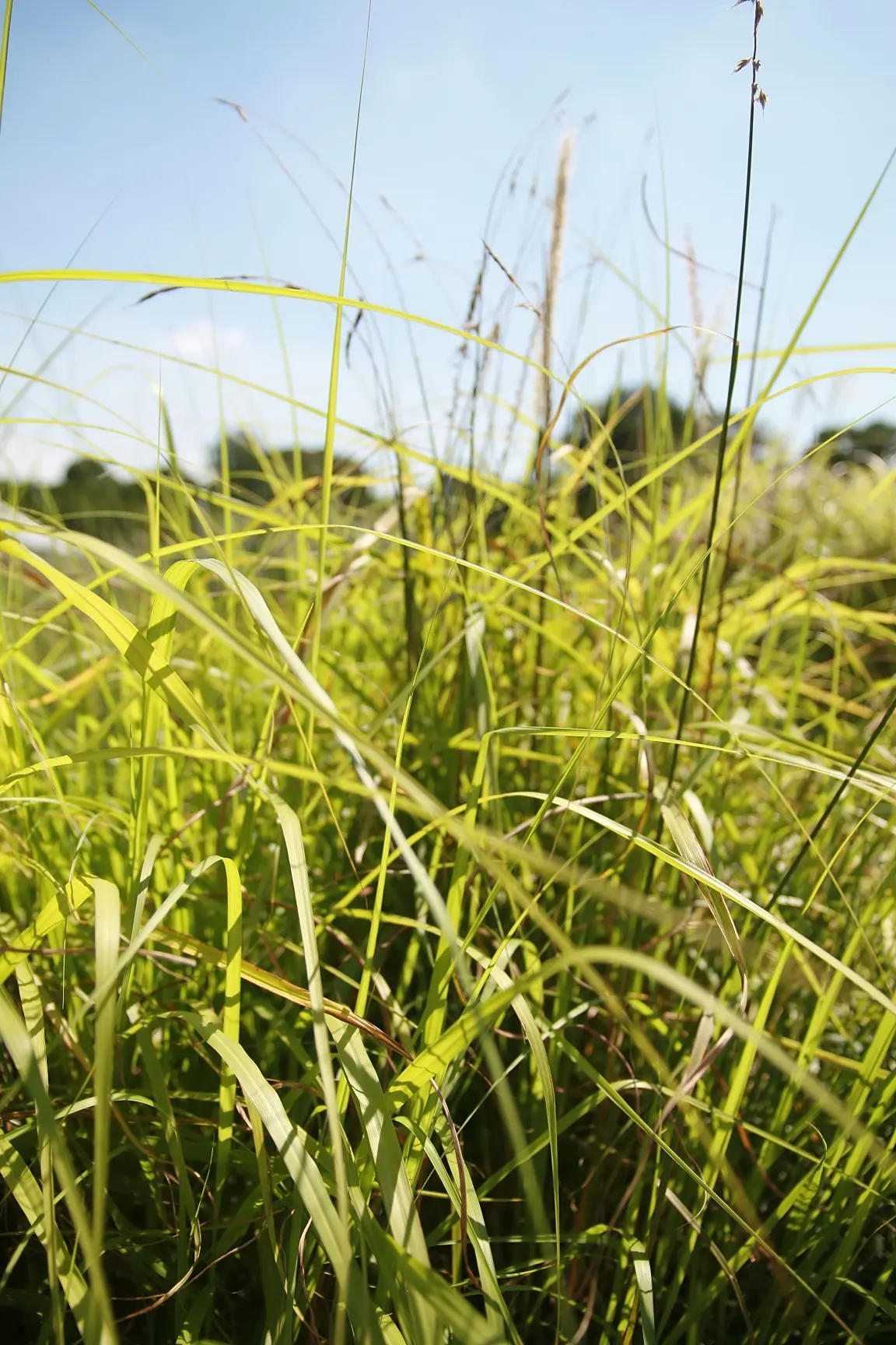 Fountain Grass (Pennisetum Alopecuroides) — Fountain Grass thrives in full sun; commonly known as Fountain Grass, image 71