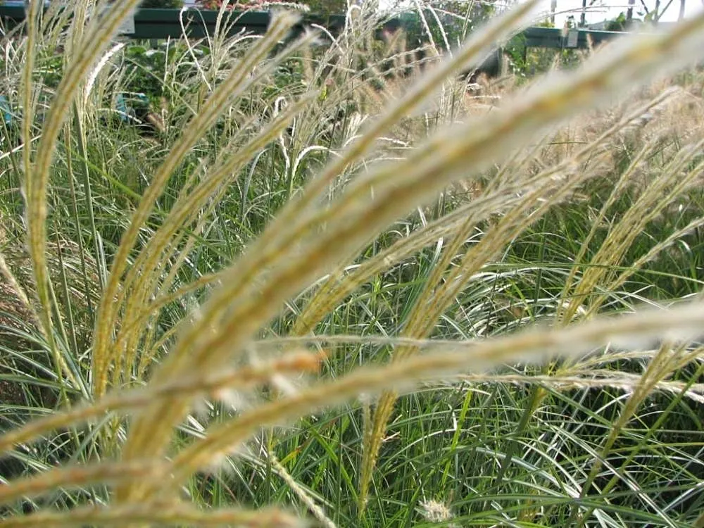 Fountain Grass (Pennisetum Alopecuroides) — Fountain Grass thrives in full sun; commonly known as Fountain Grass