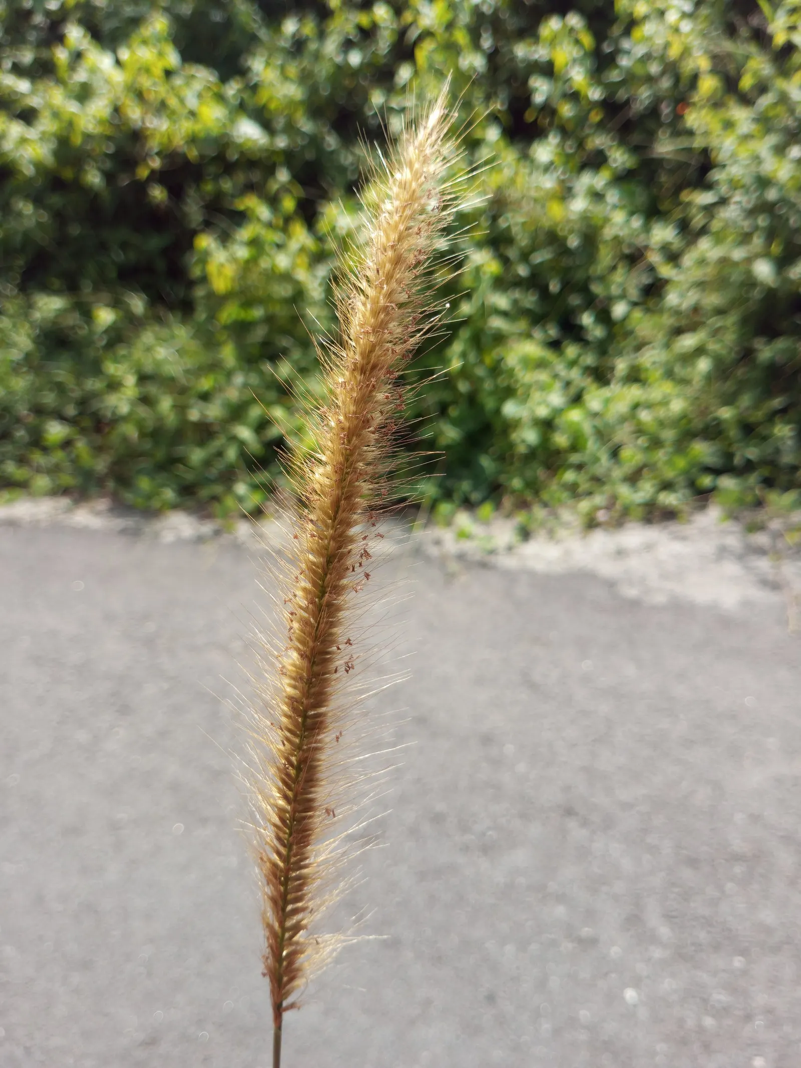 Fountain Grass (Pennisetum Alopecuroides) — Thriving in USDA zones 5-9, it prefers full sun to partial shade; with its elegant form and captivating, image 85