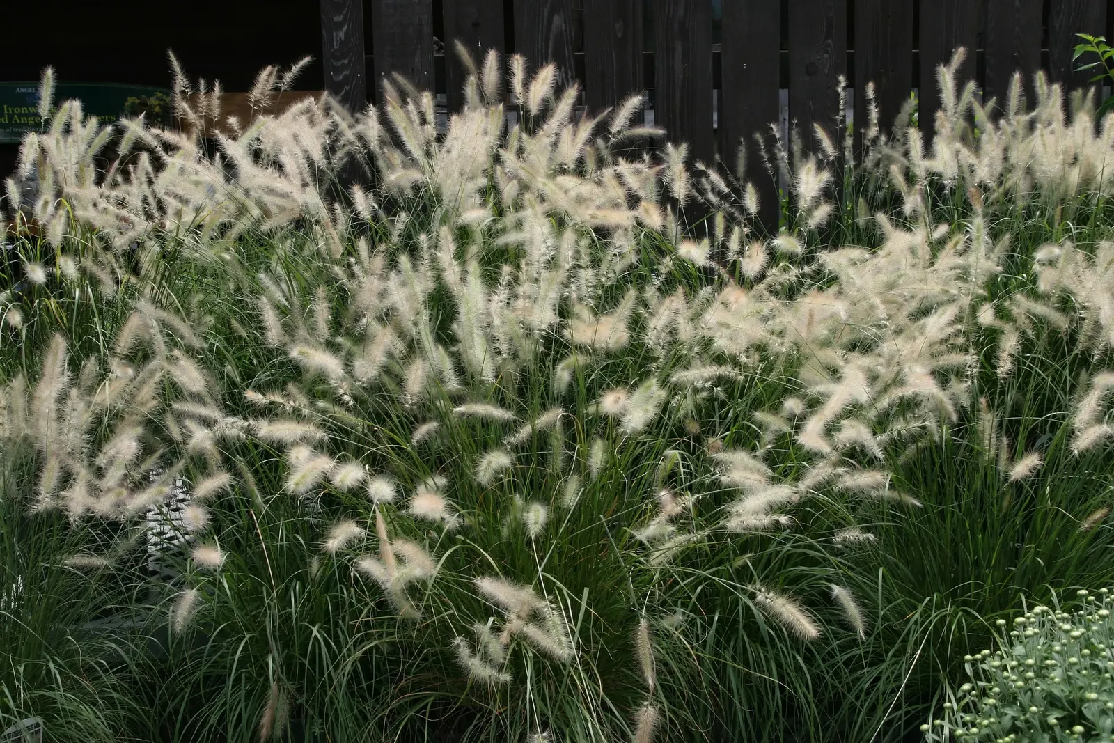 Fountain Grass (Pennisetum Alopecuroides) — they fade to a buff or tan shade persisting well into winter; making it a low-maintenance choice for