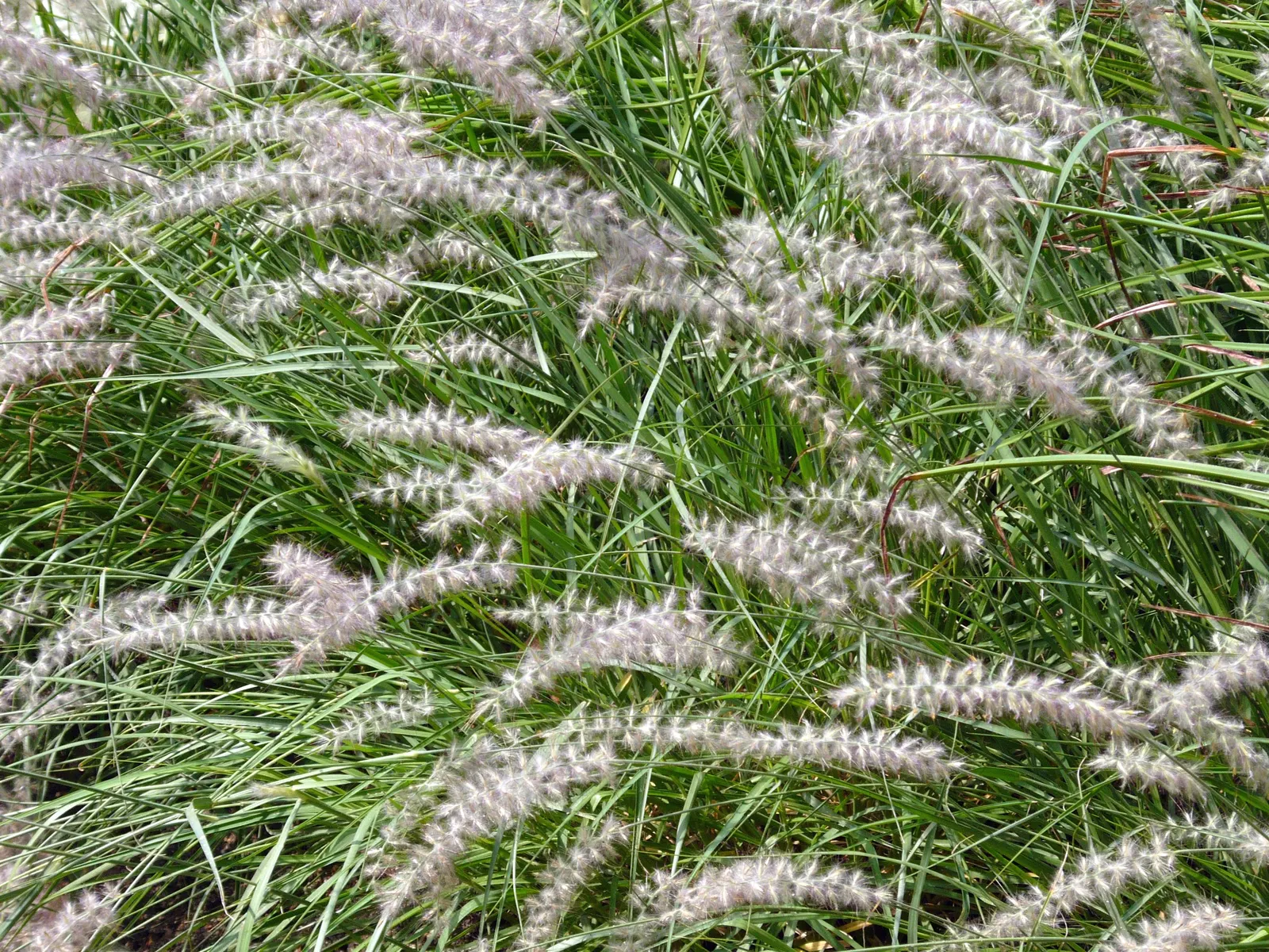 Fountain Grass (Pennisetum Alopecuroides) — It exhibits gracefully arching, bottlebrush-like plumes reaching 2 to 3 feet high and 1 to 2 feet wide; bearing a