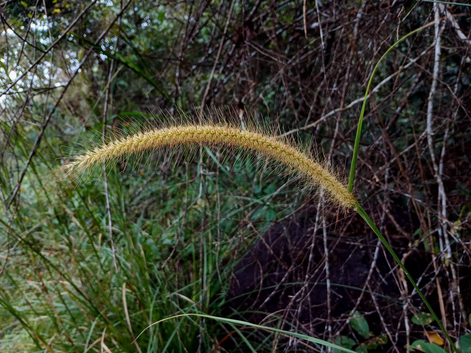Fountain Grass (Pennisetum Alopecuroides) — Thriving in USDA zones 5-9, it prefers full sun to partial shade