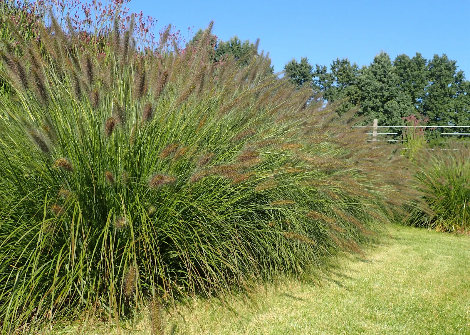 Fountain Grass (Pennisetum Alopecuroides) — It exhibits gracefully arching, bottlebrush-like plumes reaching 2 to 3 feet high and 1 to 2 feet wide