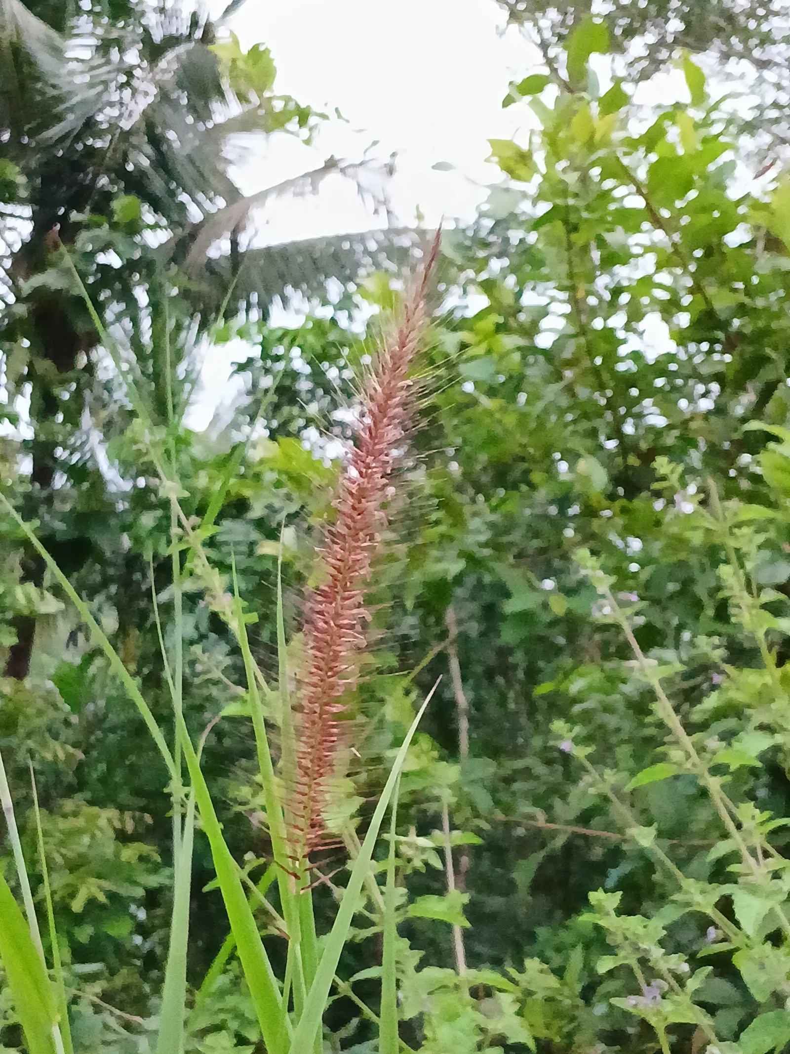 Fountain Grass (Pennisetum Alopecuroides) — Low-maintenance and drought-tolerant, image 59