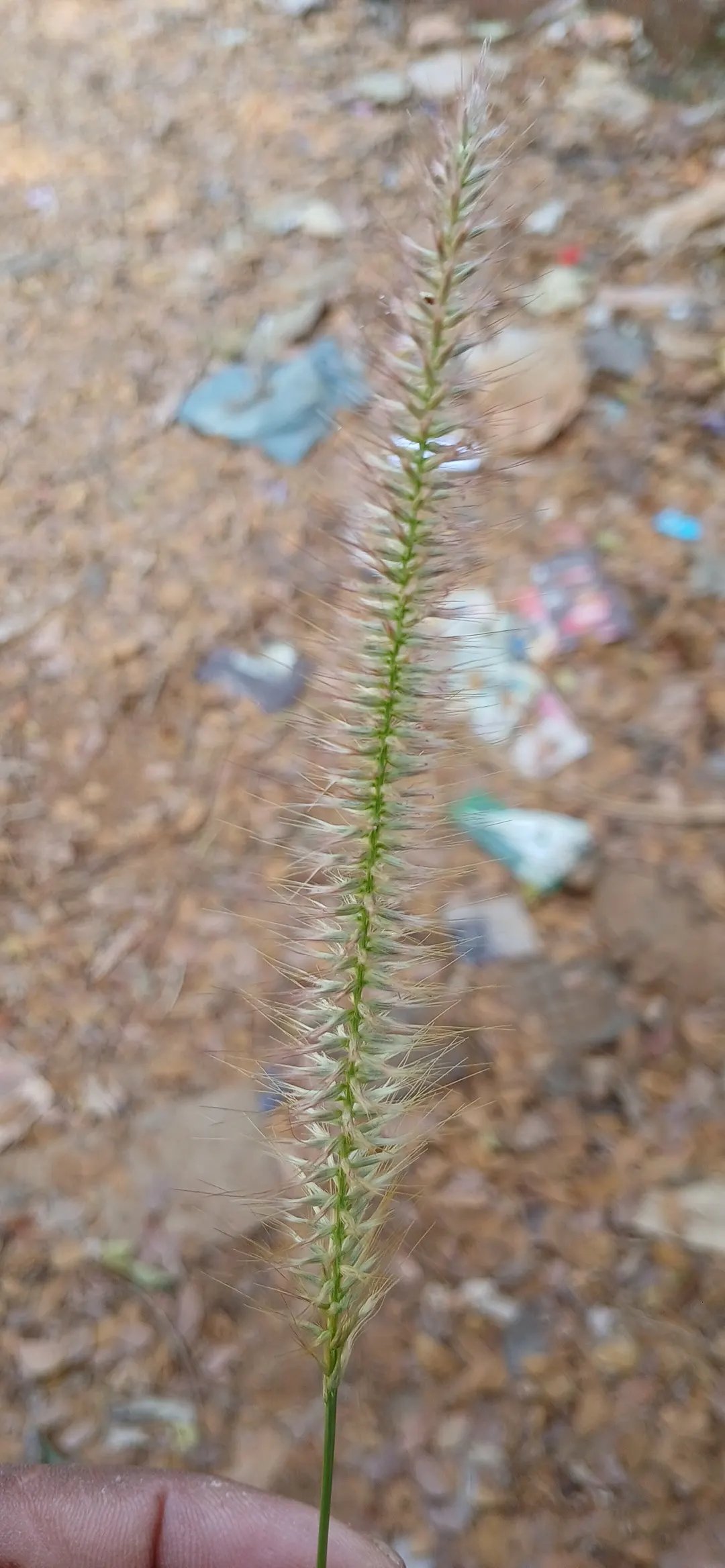 Fountain Grass (Pennisetum Alopecuroides) — Its lush, green foliage turns a golden-bronze hue in fall; requiring a minimum of six hours of direct, image 57