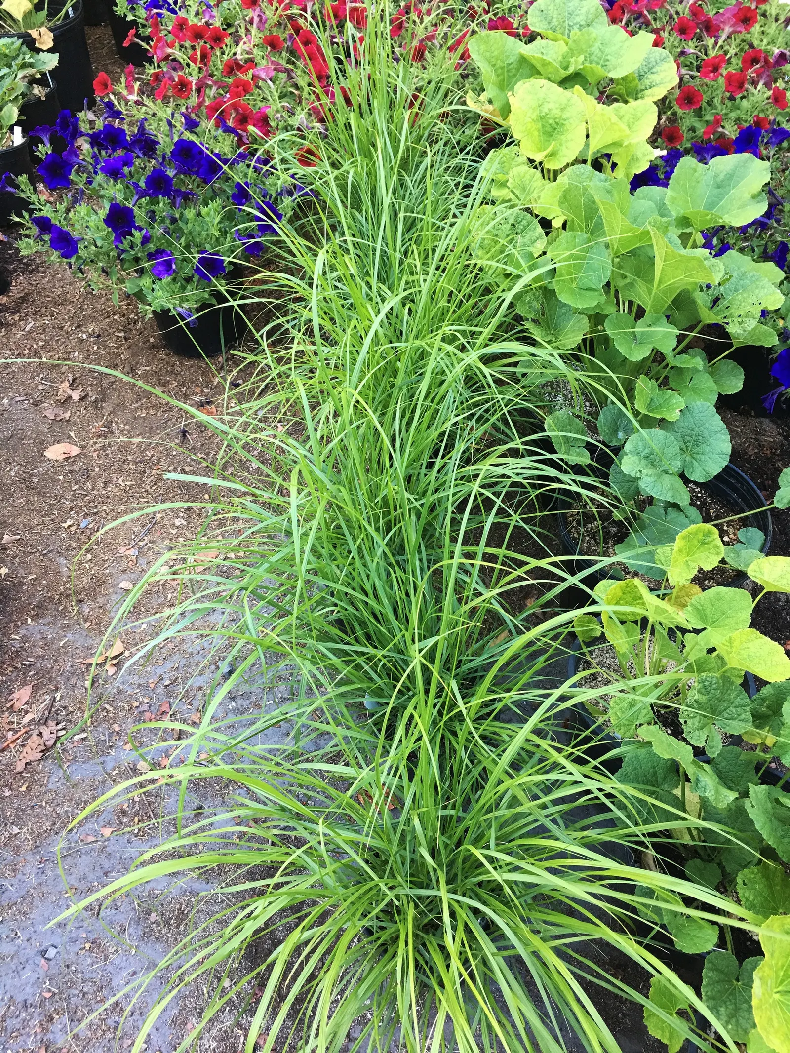 Fountain Grass (Pennisetum Alopecuroides) — Pennisetum alopecuroides is an excellent selection for adding both beauty and function to your client's, image 80