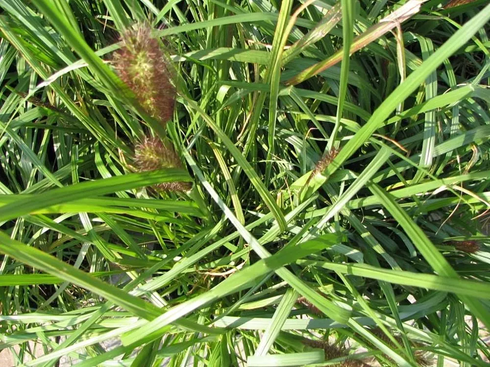 Fountain Grass (Pennisetum Alopecuroides) — Thriving in USDA zones 5-9, it prefers full sun to partial shade; with its elegant form and captivating, image 58
