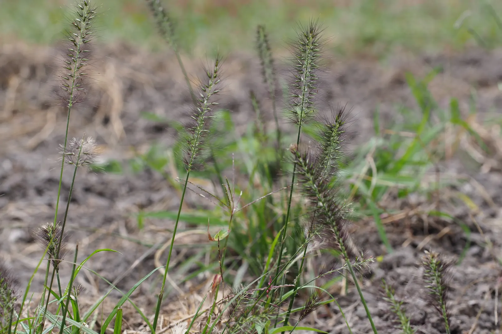 Fountain Grass (Pennisetum Alopecuroides) — bearing a striking resemblance to a water fountain when at its peak; this grass is drought-tolerant