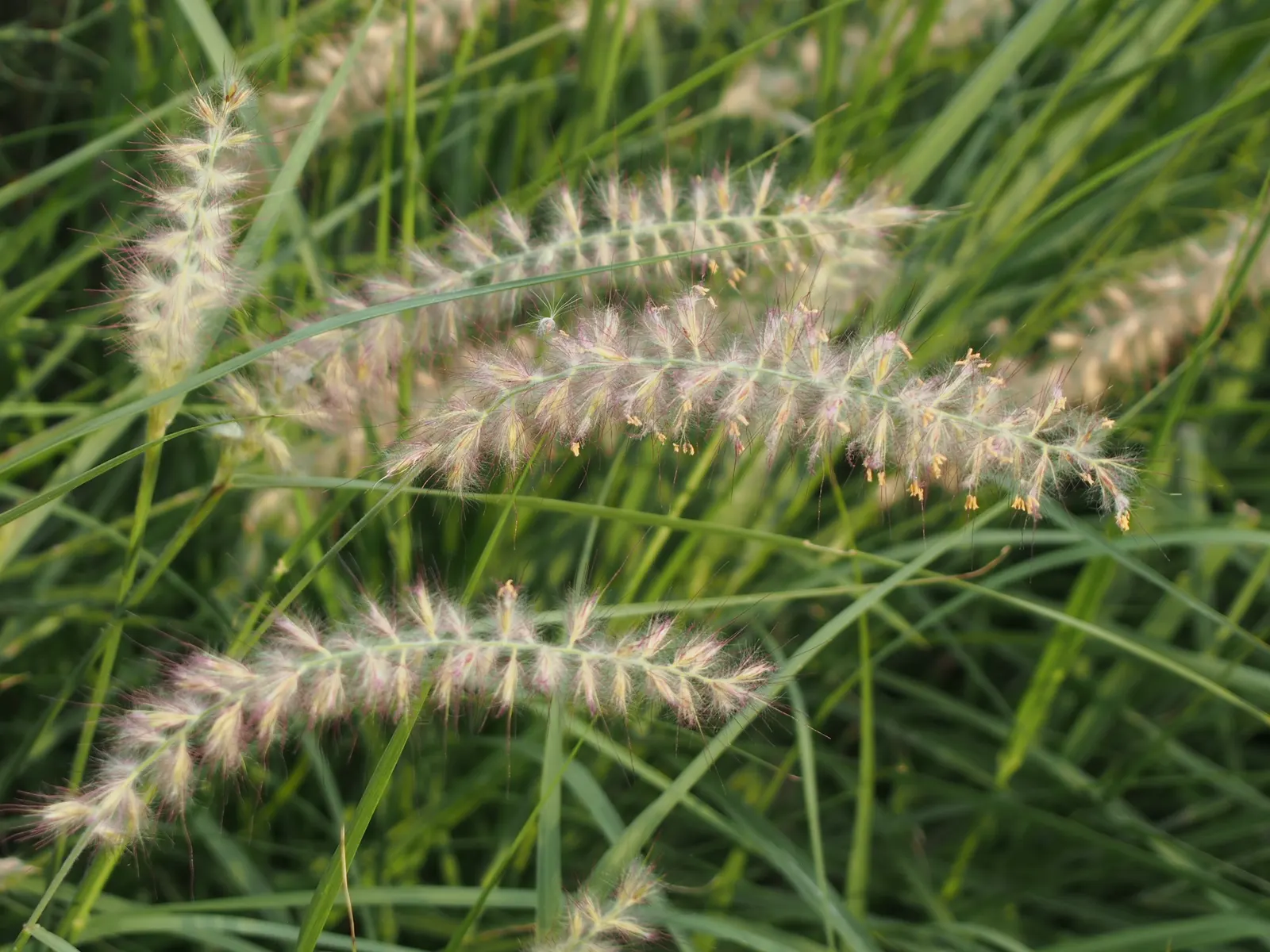 Fountain Grass (Pennisetum Alopecuroides) — This graceful plant typically reaches heights of 2 to 3 feet with an equal spread; bottlebrush-like, image 64
