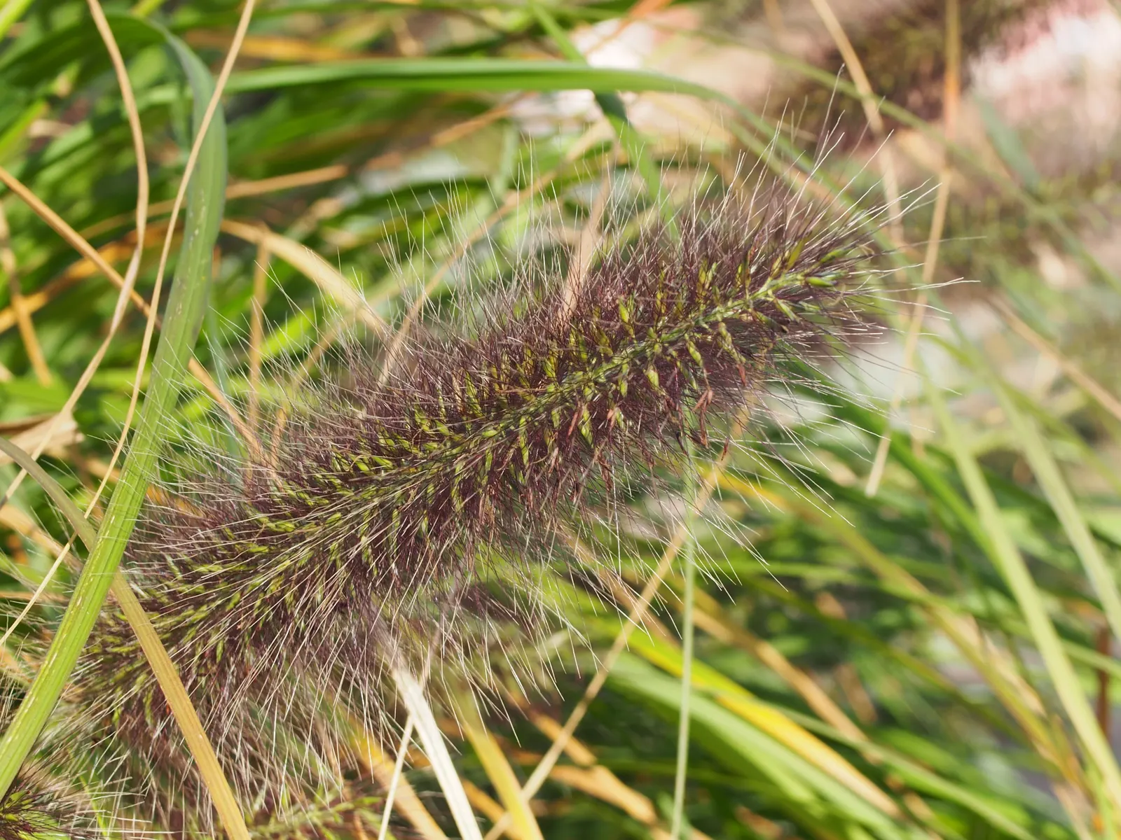 Fountain Grass (Pennisetum Alopecuroides) — bearing a striking resemblance to a water fountain when at its peak; this grass is drought-tolerant, image 92