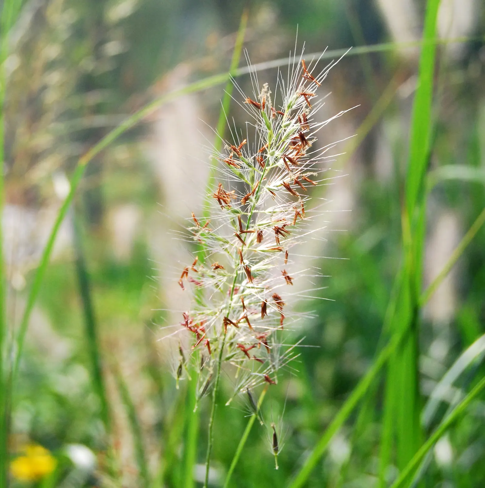 Fountain Grass (Pennisetum Alopecuroides) — This graceful plant typically reaches heights of 2 to 3 feet with an equal spread; bottlebrush-like flower spikes
